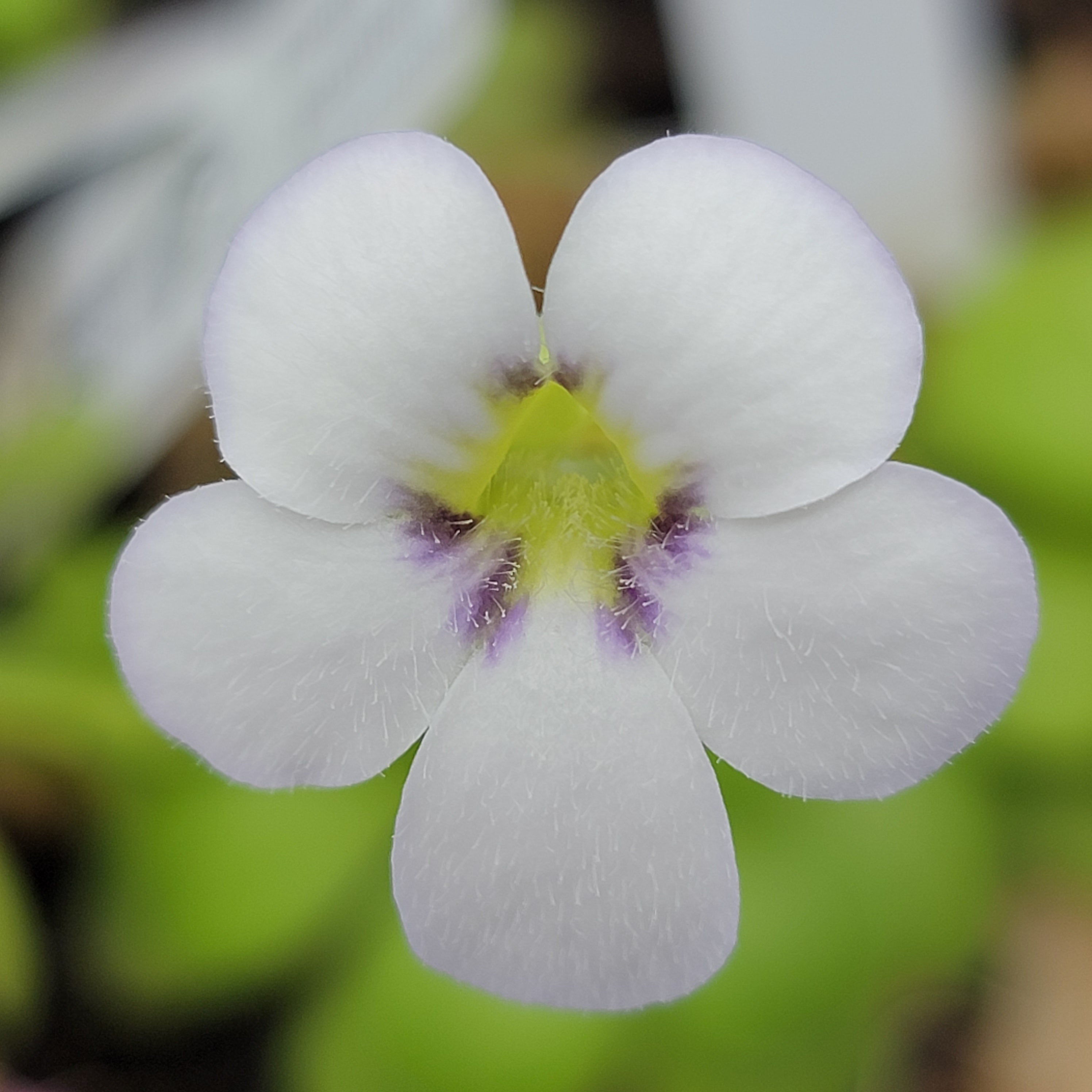 Pinguicula agnata 'El Lobo' -Butterworts -Rainbow Carnivorous Plants LLC