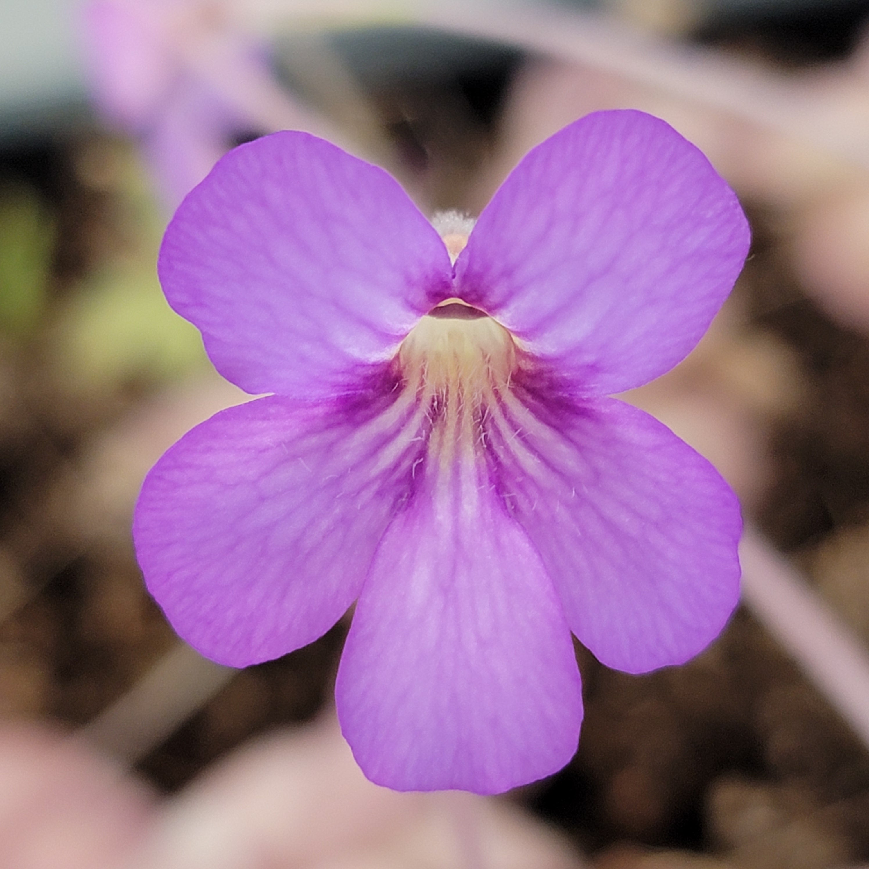 Pinguicula agnata 'El Lobo' x hemiepiphytica - Rainbow Carnivorous Plants LLC