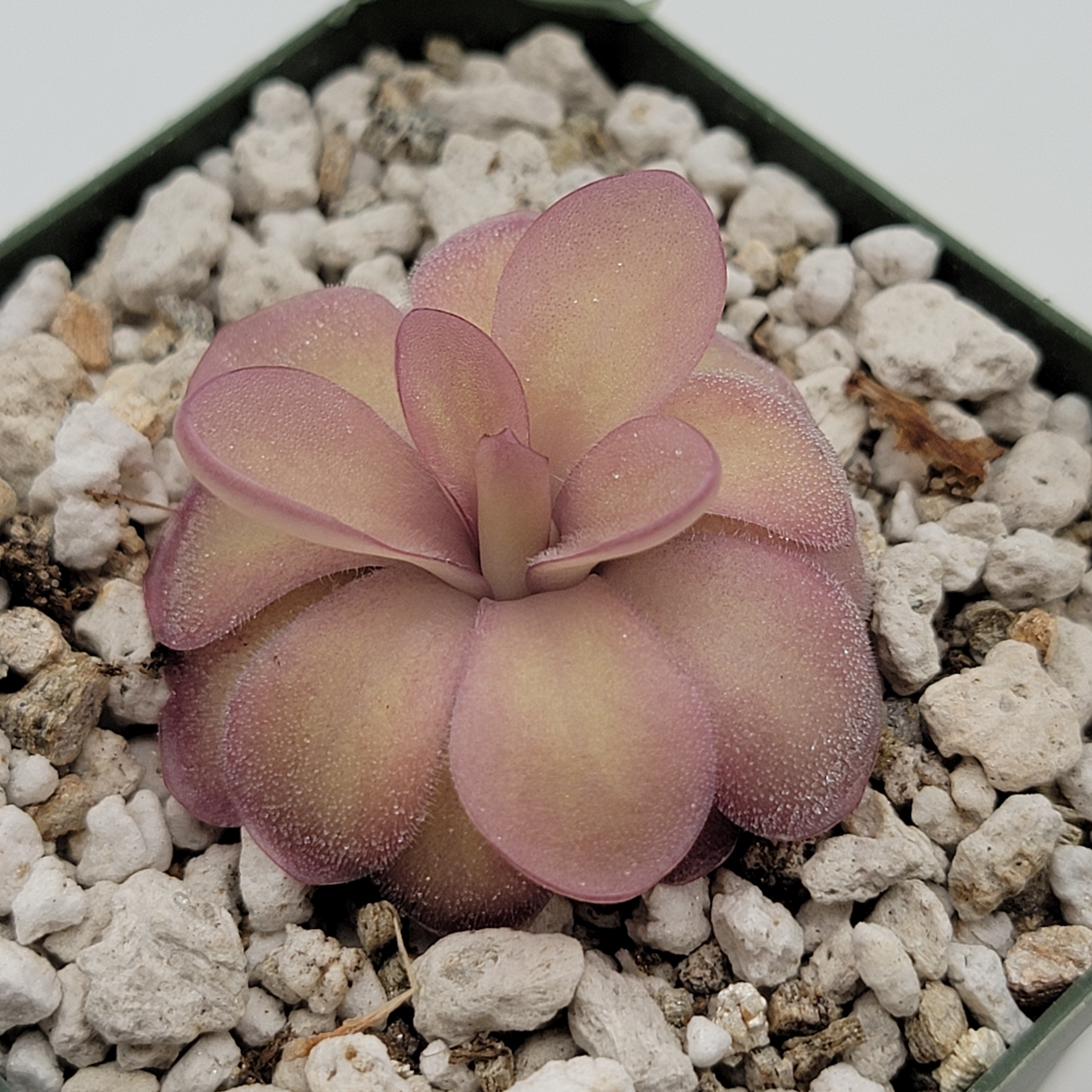 Pinguicula agnata 'El Lobo' x hemiepiphytica -Butterworts -Rainbow Carnivorous Plants LLC