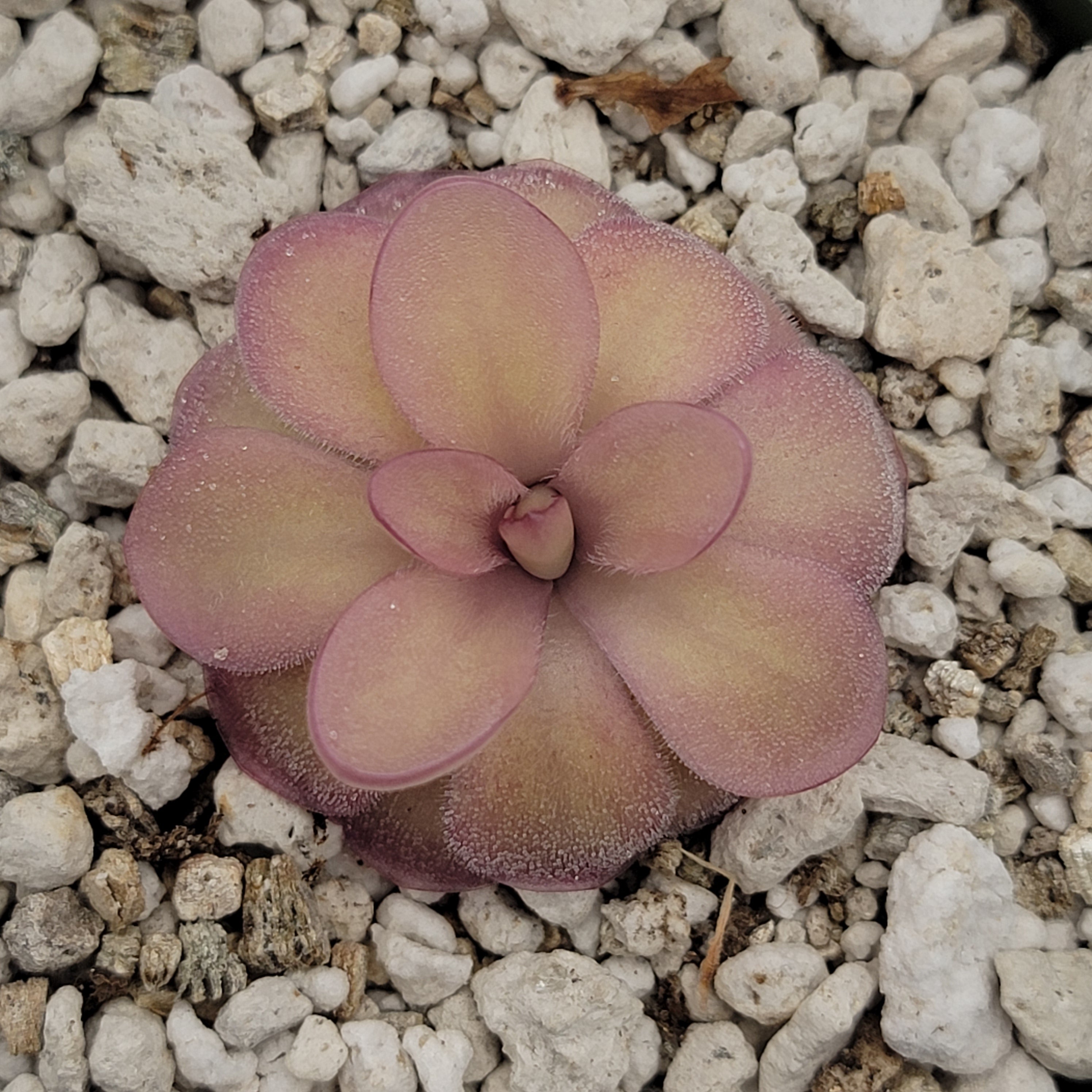 Pinguicula agnata 'El Lobo' x hemiepiphytica -Butterworts -Rainbow Carnivorous Plants LLC