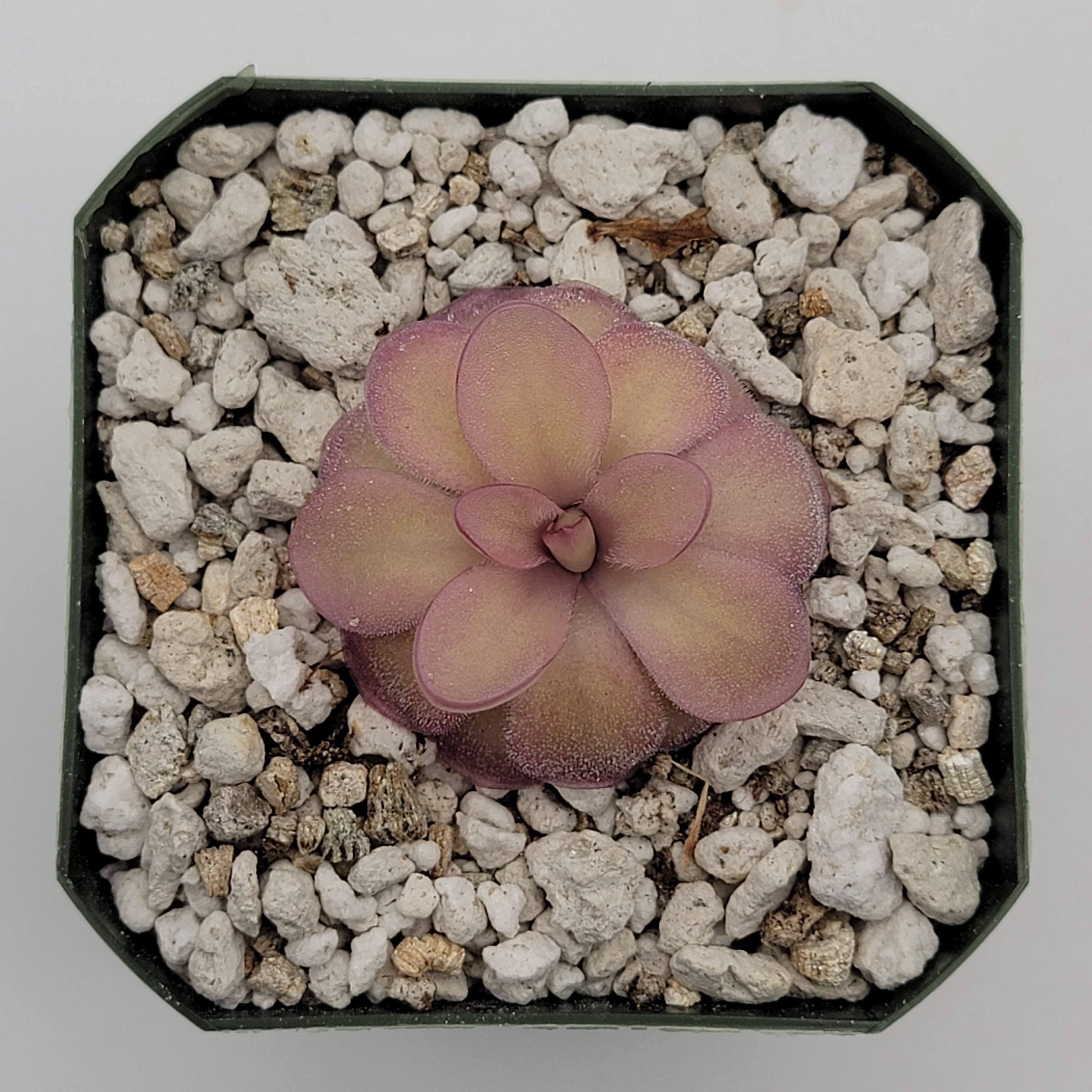 Pinguicula agnata 'El Lobo' x hemiepiphytica -Butterworts -Rainbow Carnivorous Plants LLC