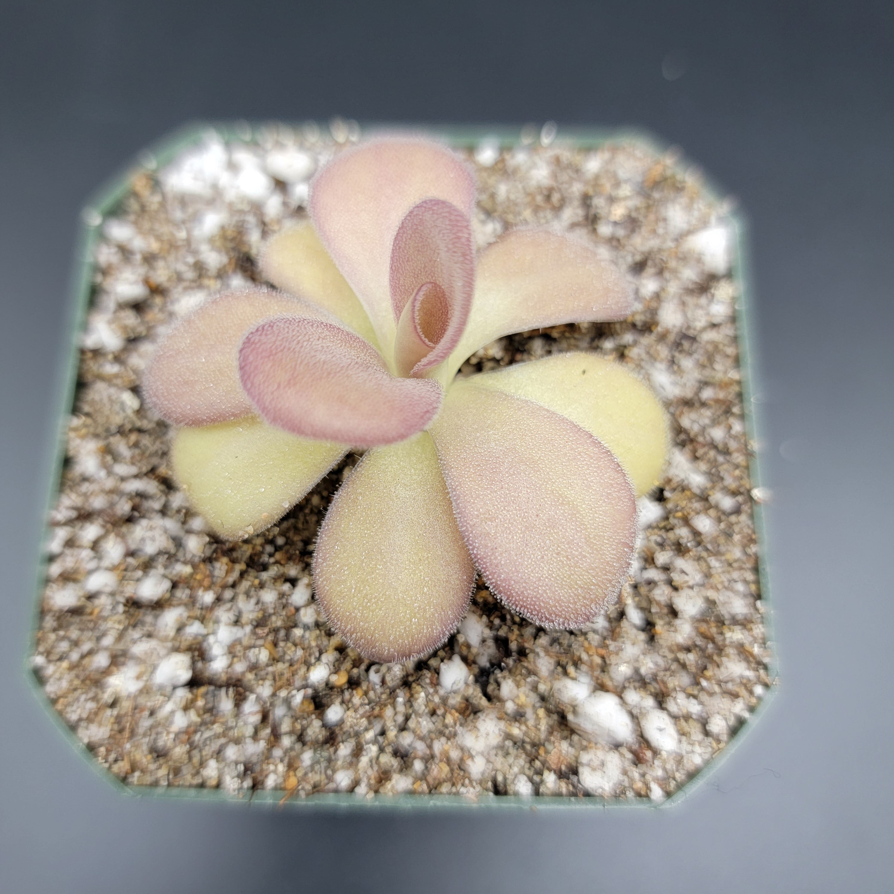 Pinguicula agnata "Scented Flower" -Butterworts -Rainbow Carnivorous Plants LLC