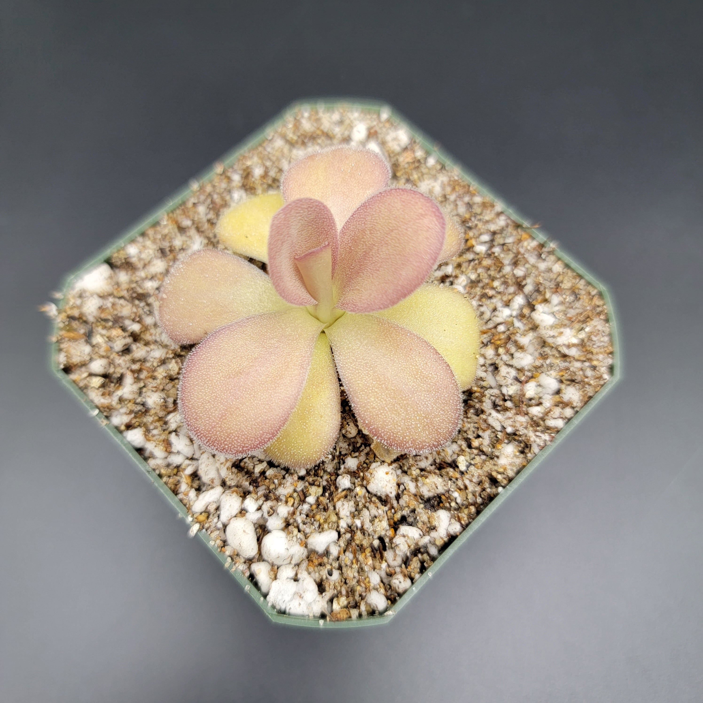 Pinguicula agnata "Scented Flower" -Butterworts -Rainbow Carnivorous Plants LLC
