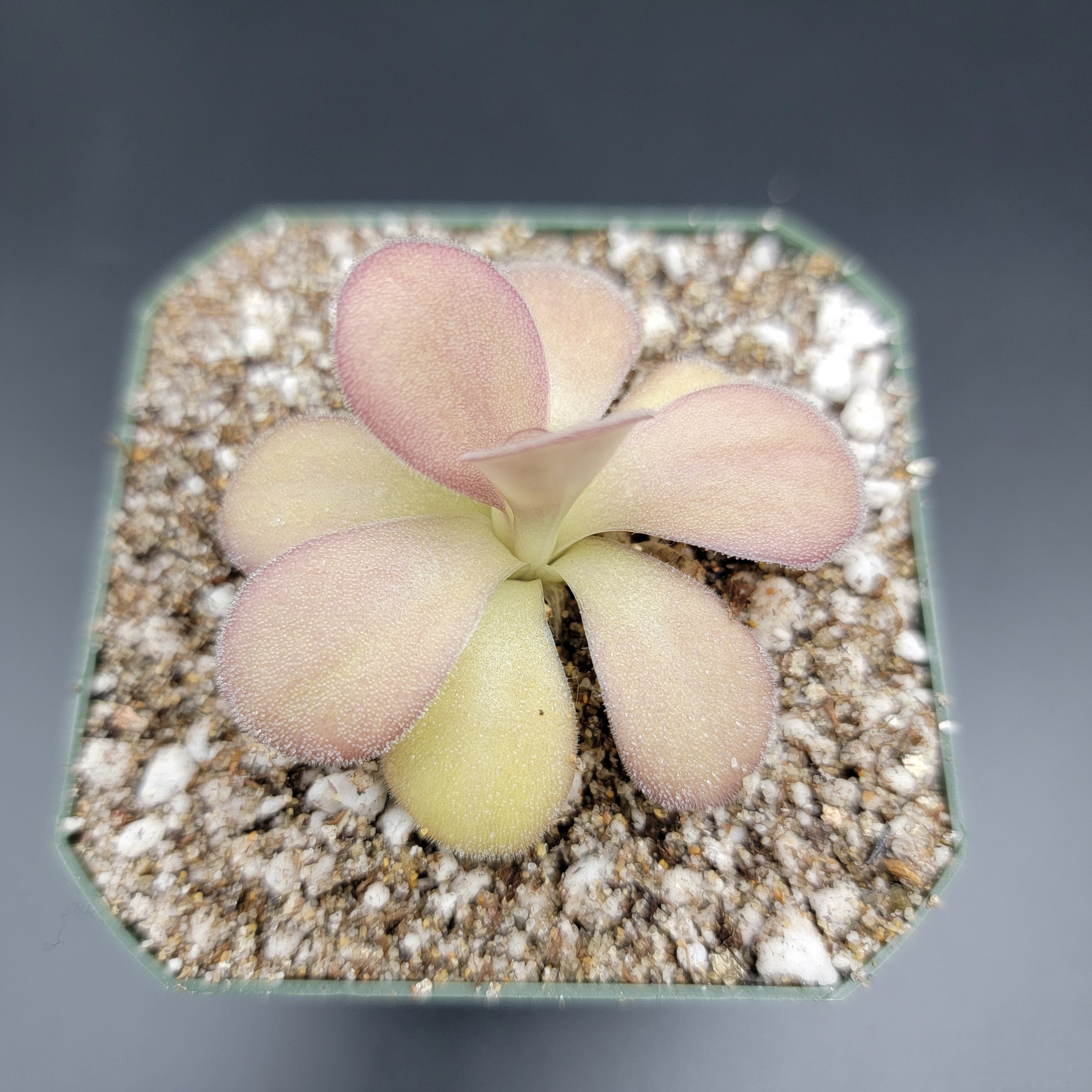 Pinguicula agnata "Scented Flower" -Butterworts -Rainbow Carnivorous Plants LLC