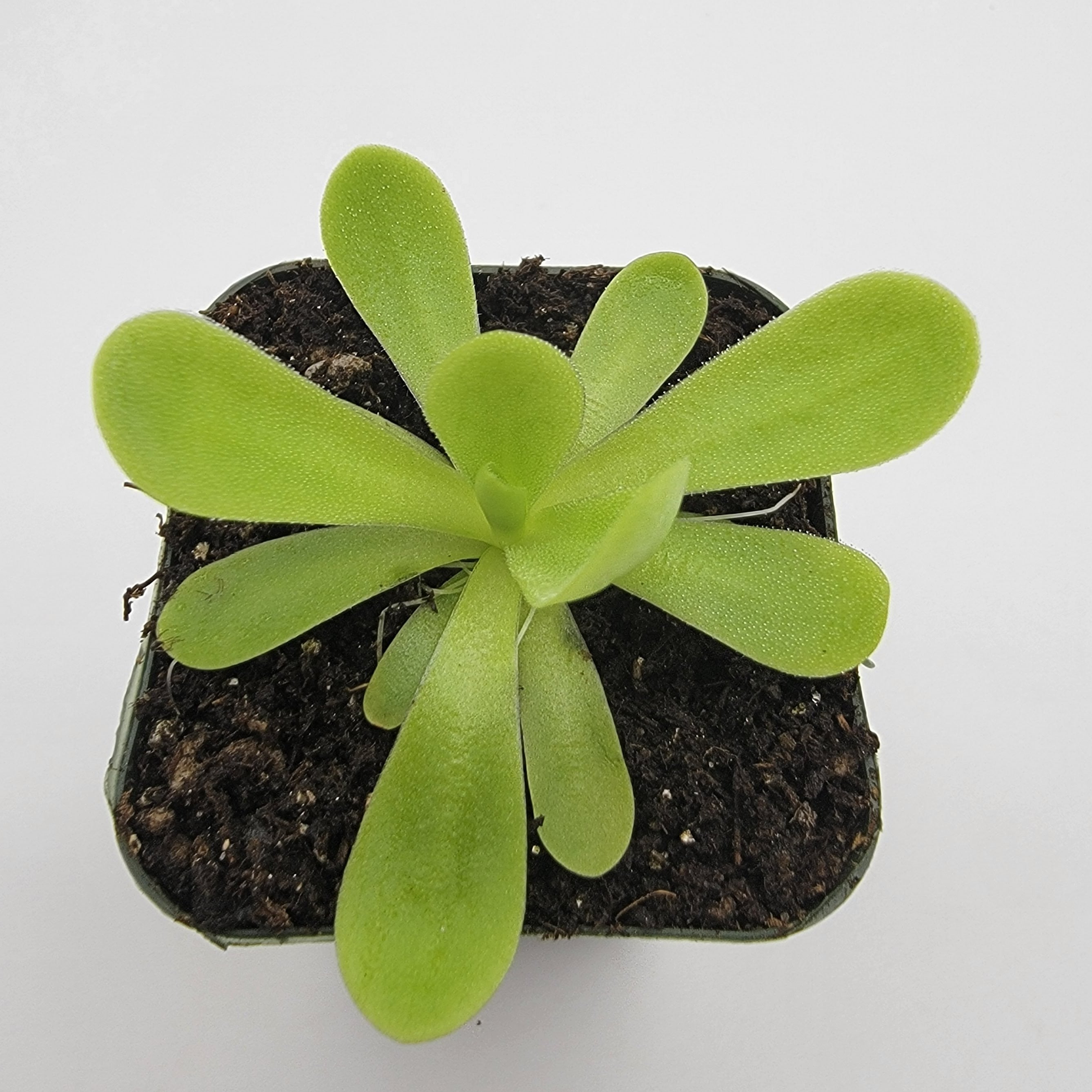 Pinguicula agnata 'True Blue' -Butterworts -Rainbow Carnivorous Plants LLC