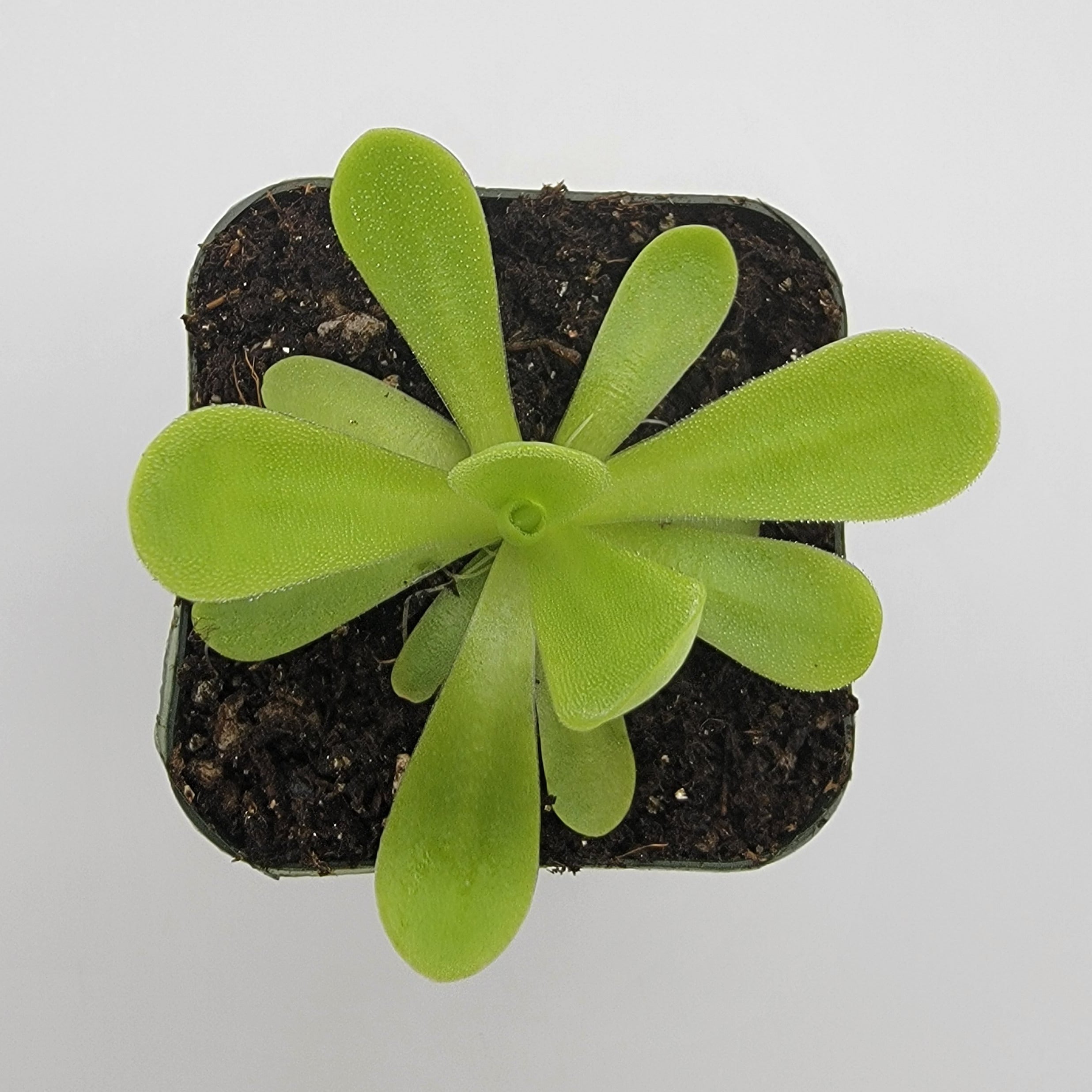 Pinguicula agnata 'True Blue' -Butterworts -Rainbow Carnivorous Plants LLC