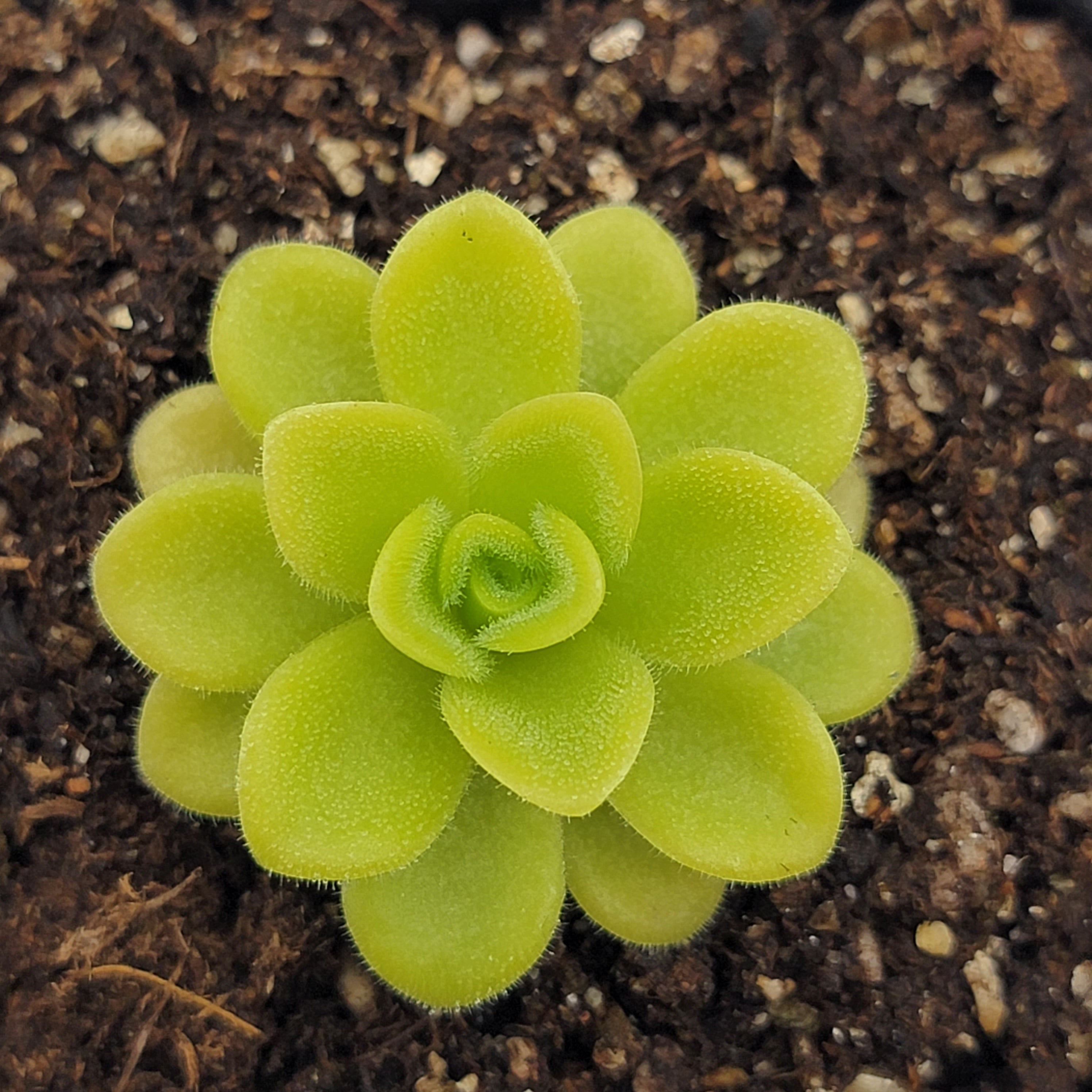 Pinguicula agnata 'True Blue' -Butterworts -Rainbow Carnivorous Plants LLC