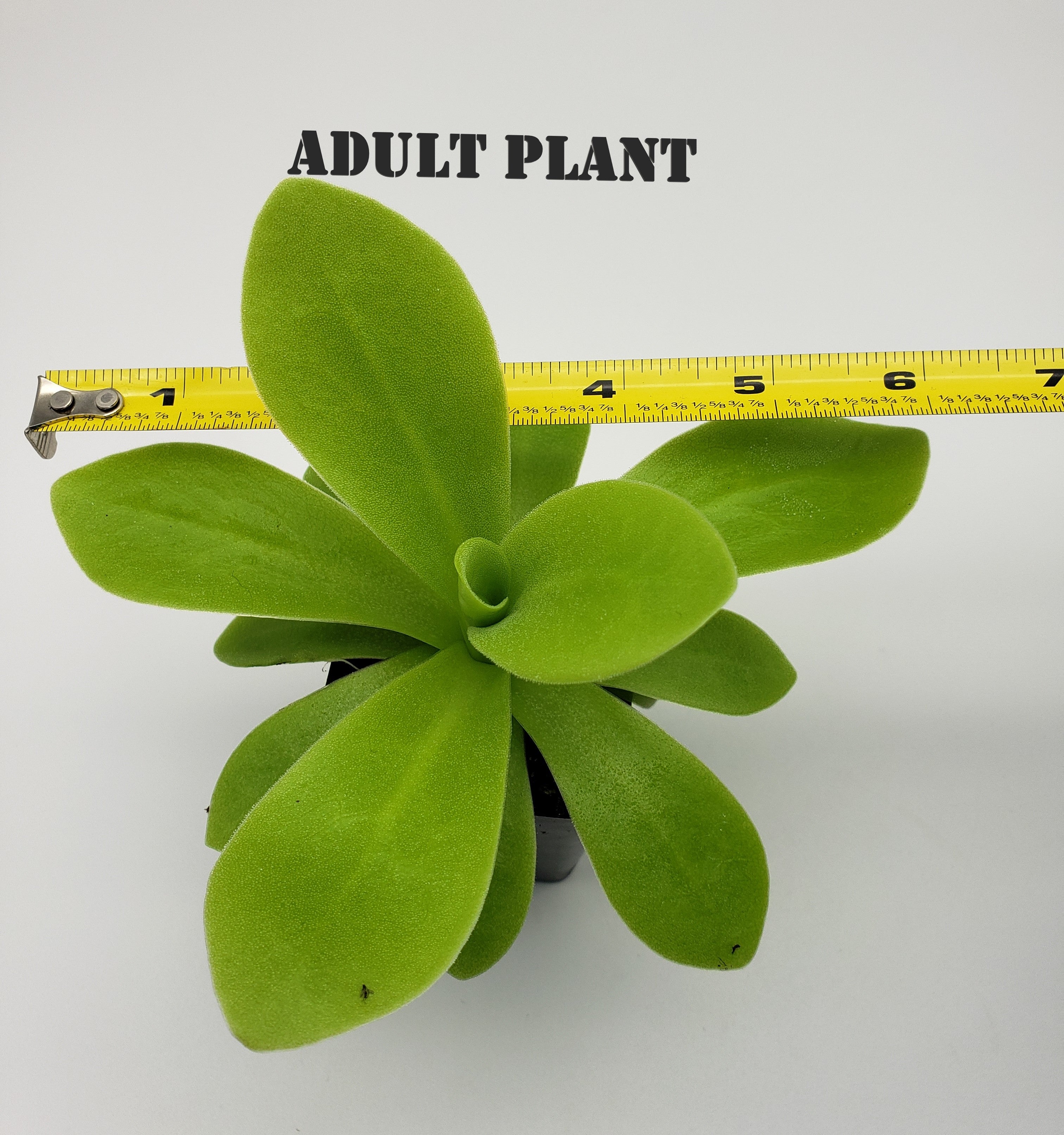 Pinguicula agnata "True Blue" x gigantea -Butterworts -Rainbow Carnivorous Plants LLC