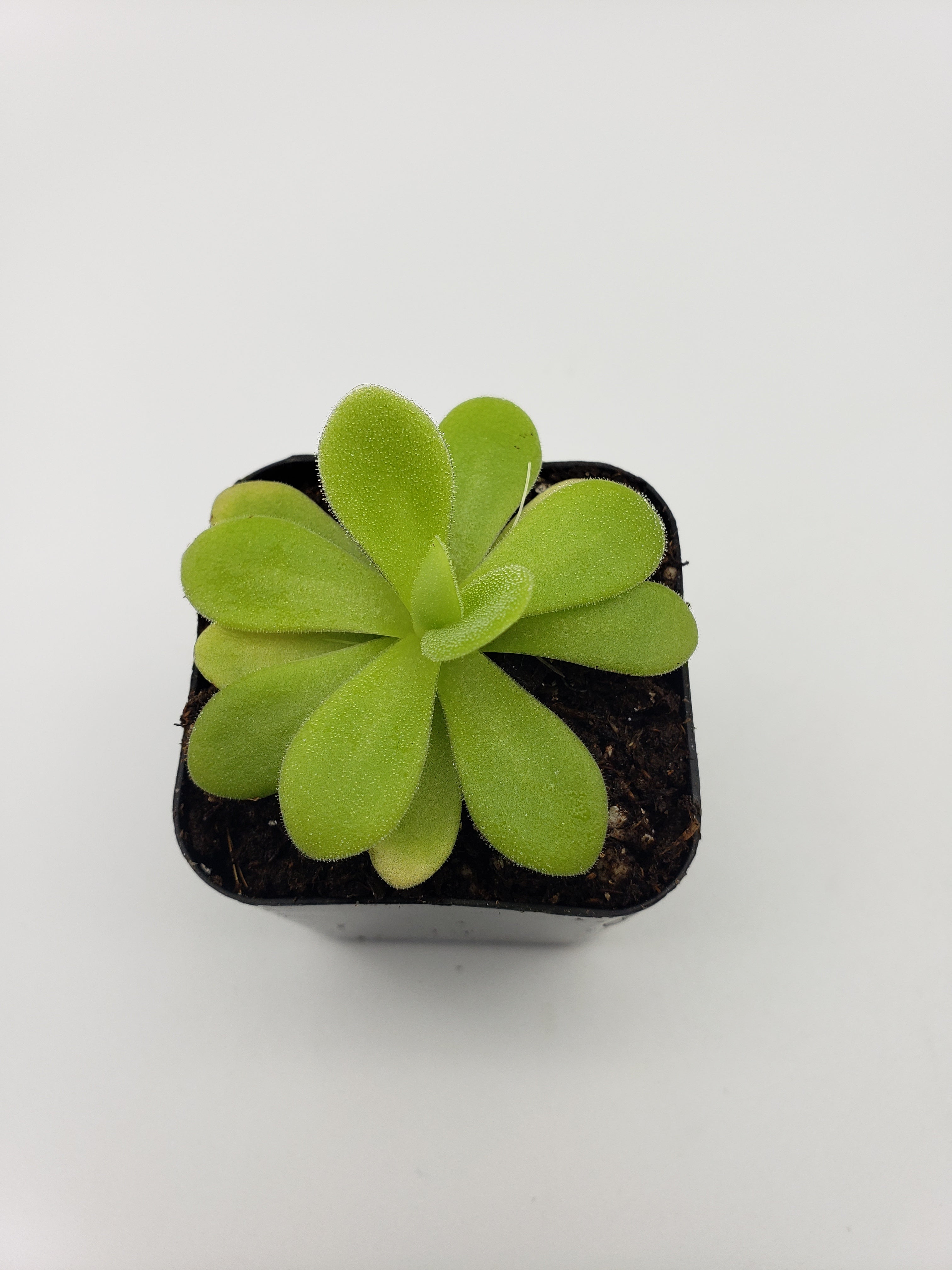 Pinguicula agnata "True Blue" x gigantea -Butterworts -Rainbow Carnivorous Plants LLC