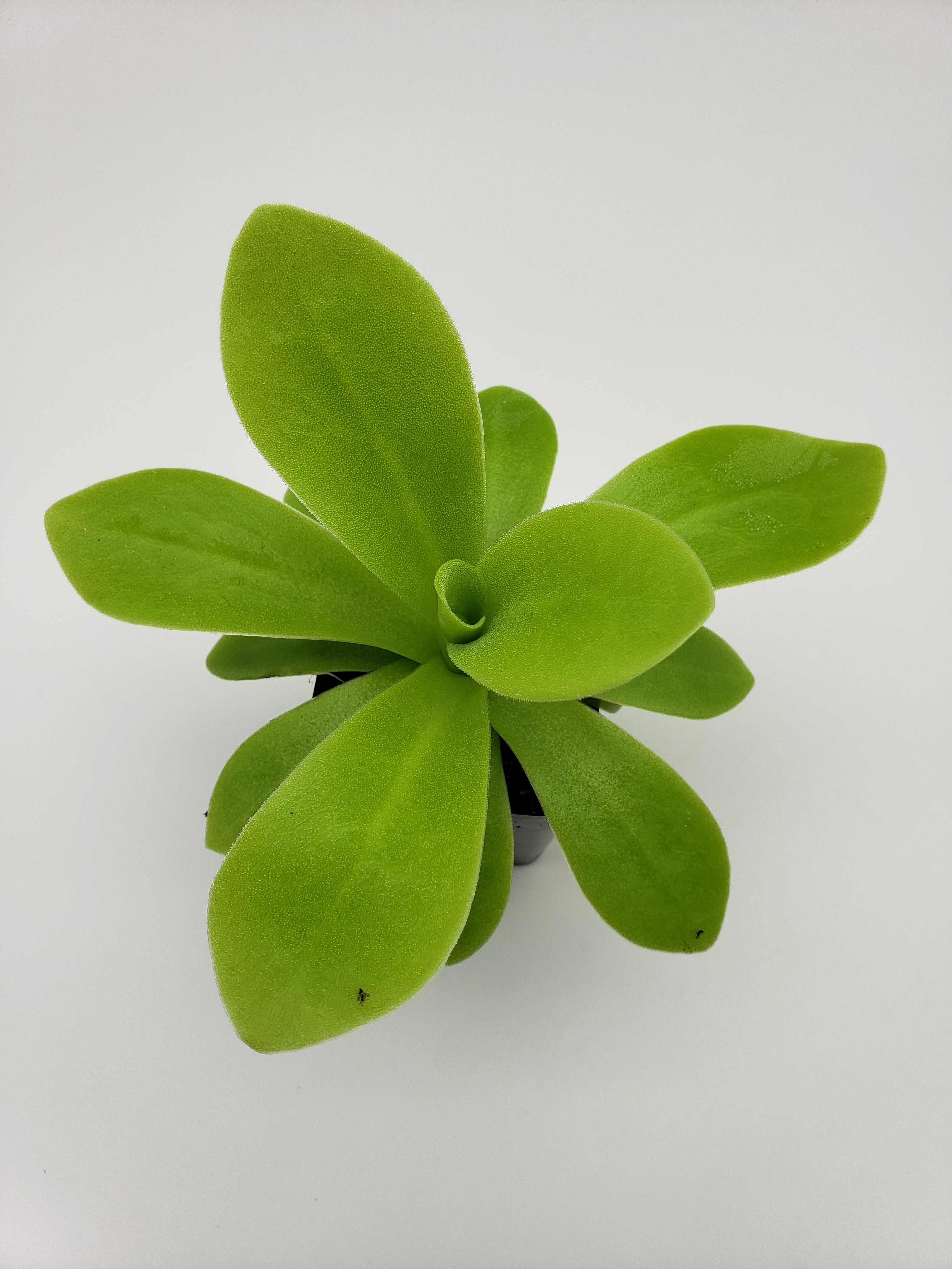 Pinguicula agnata "True Blue" x gigantea -Butterworts -Rainbow Carnivorous Plants LLC