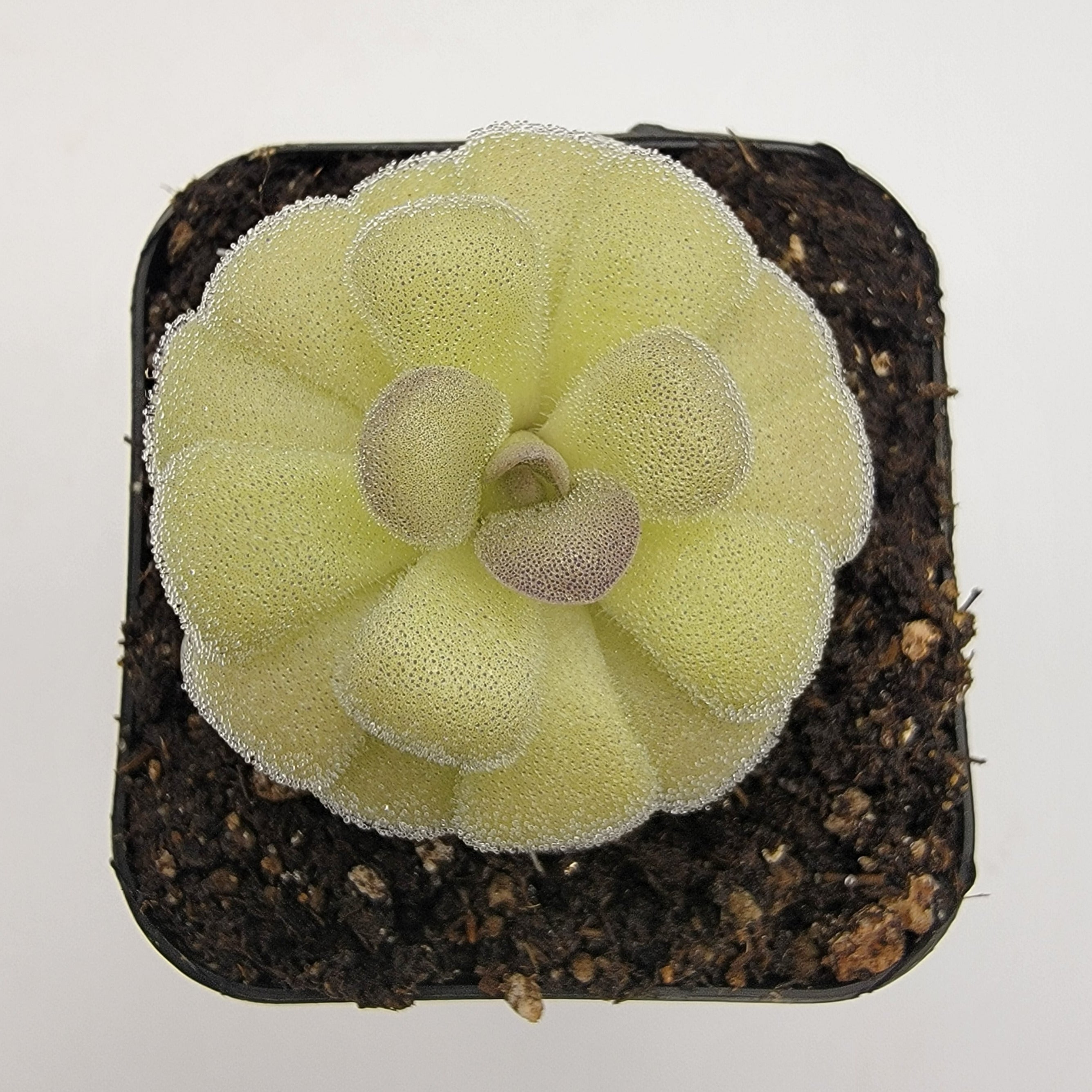 Pinguicula agnata "True Blue" x hemiepiphytica -Butterworts -Rainbow Carnivorous Plants LLC