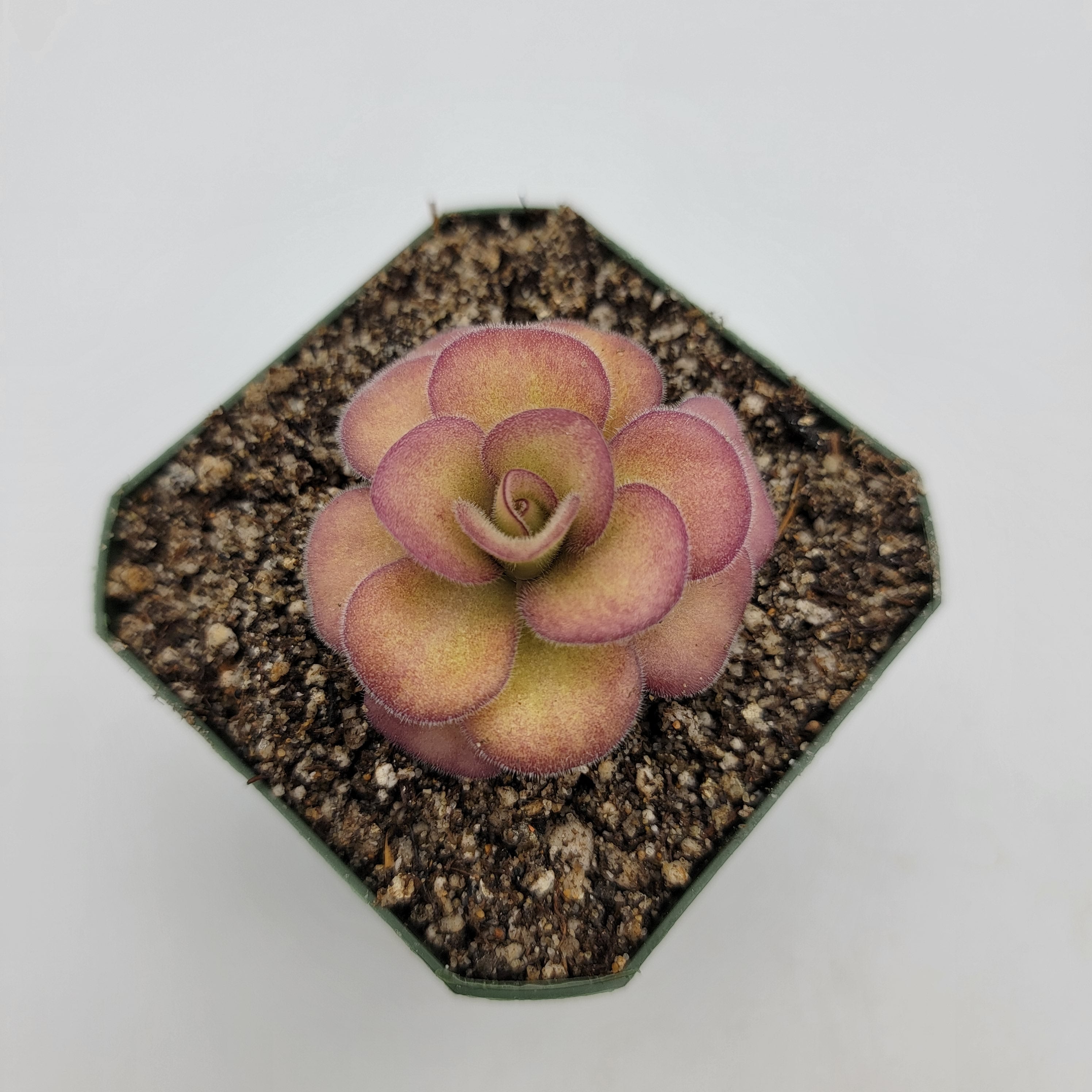 Pinguicula agnata 'El Lobo' -Butterworts -Rainbow Carnivorous Plants LLC