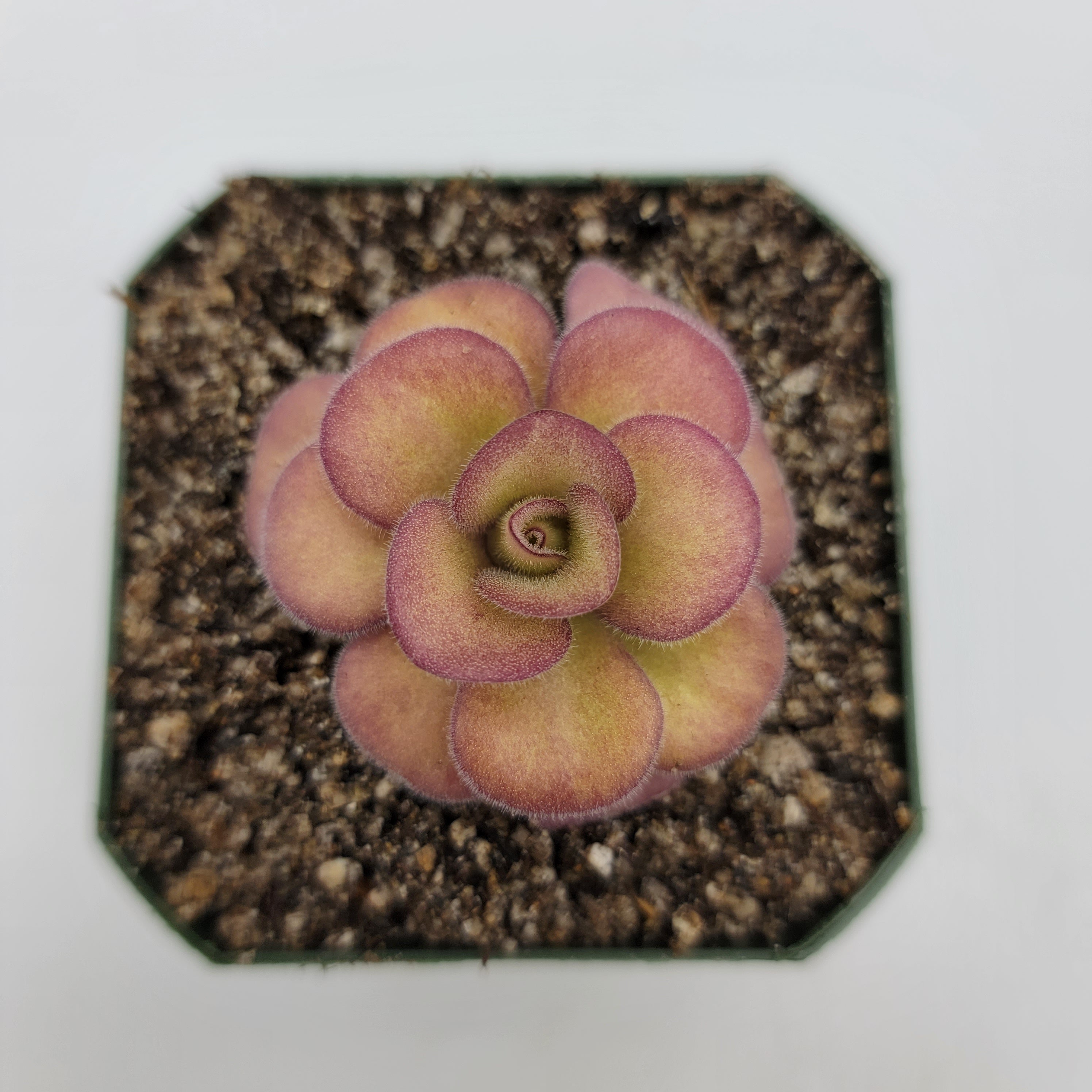 Pinguicula agnata 'El Lobo' -Butterworts -Rainbow Carnivorous Plants LLC