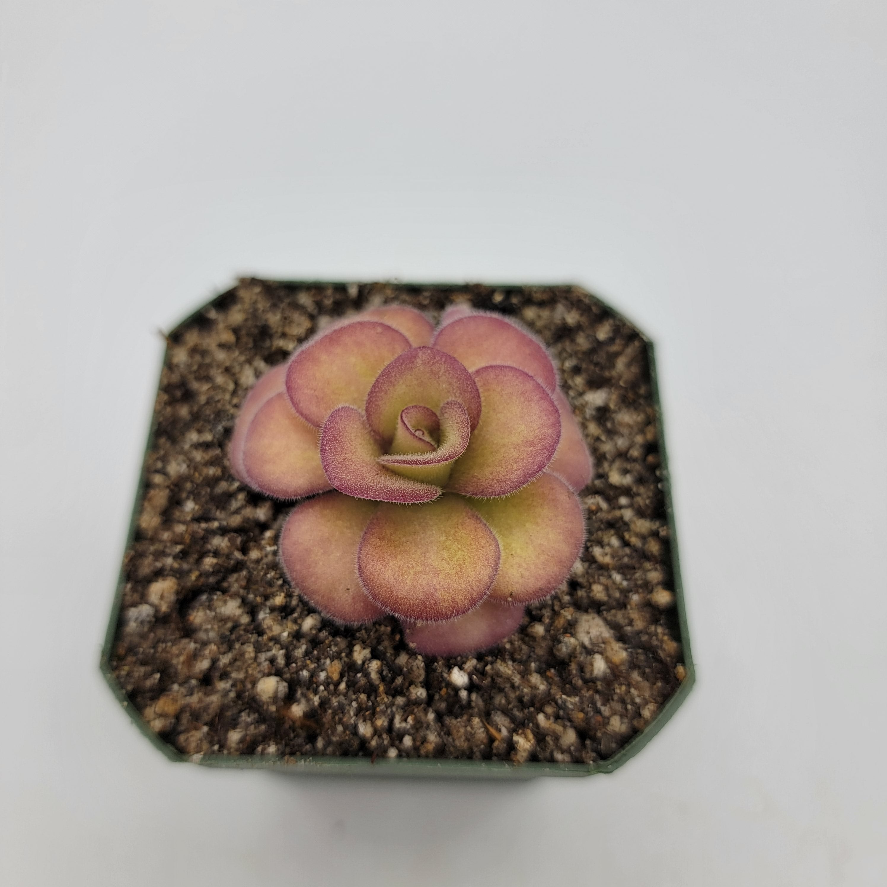 Pinguicula agnata 'El Lobo' -Butterworts -Rainbow Carnivorous Plants LLC