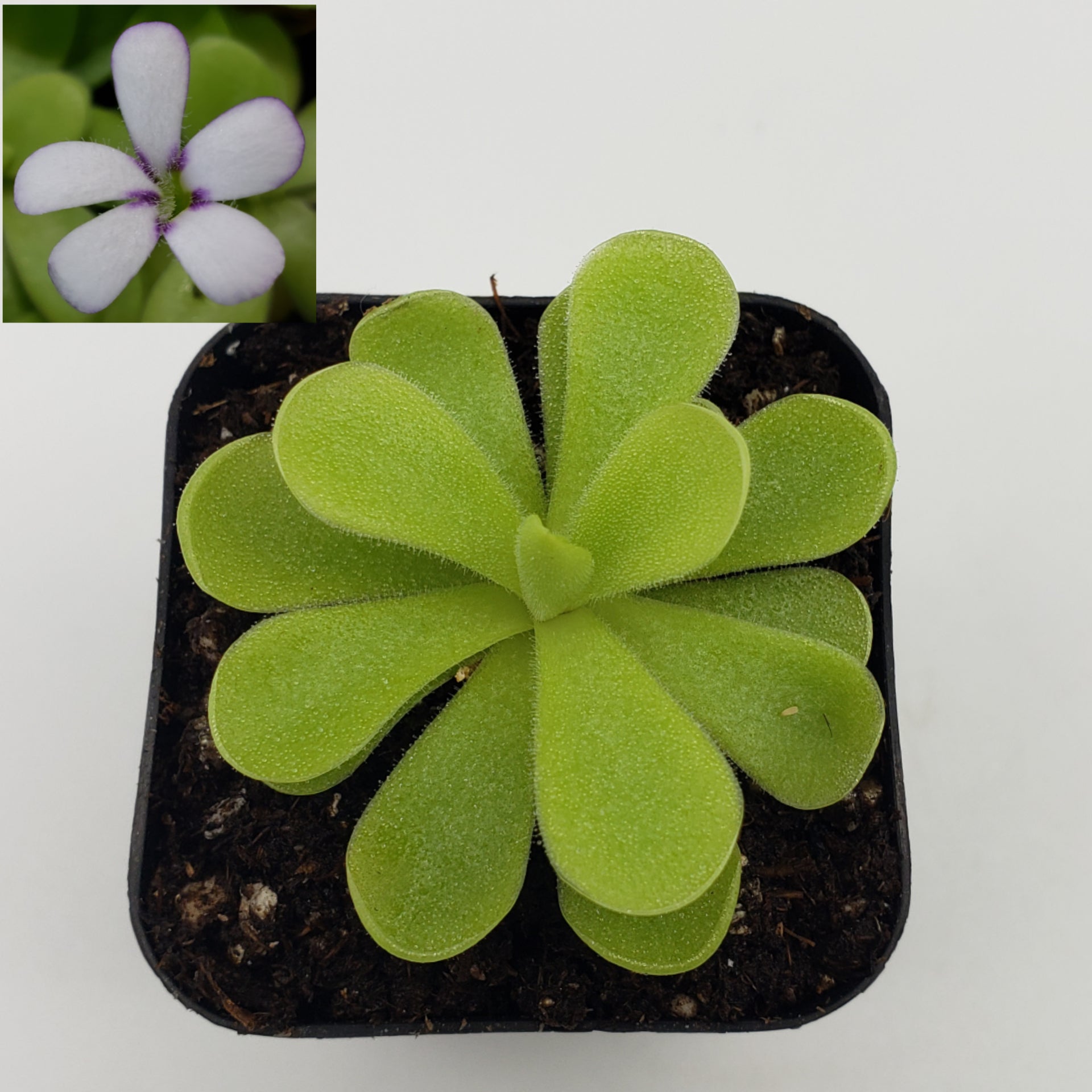 Pinguicula agnata "True Blue" x gigantea -Butterworts -Rainbow Carnivorous Plants LLC