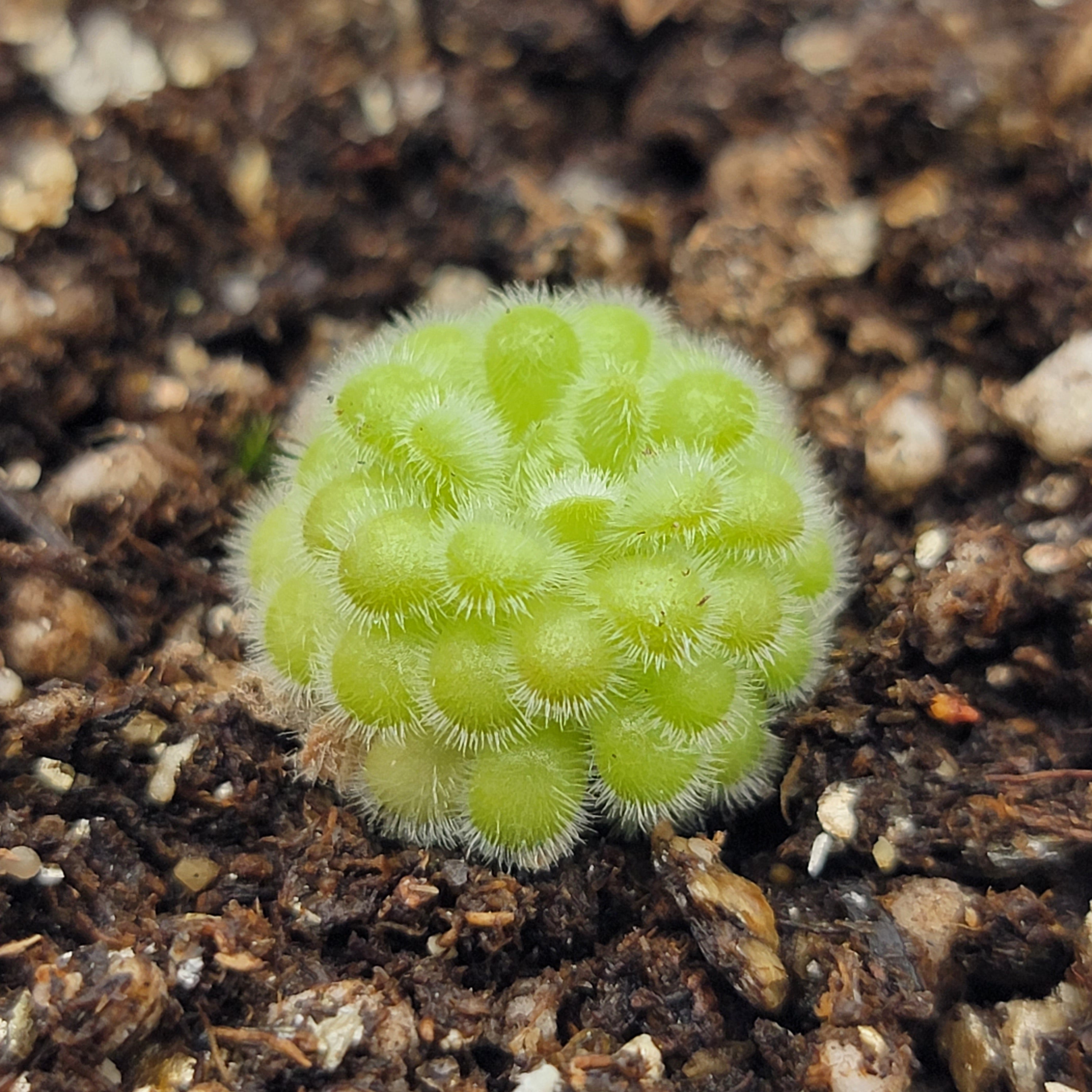 Pinguicula agnata x gypsicola -Butterworts -Rainbow Carnivorous Plants LLC