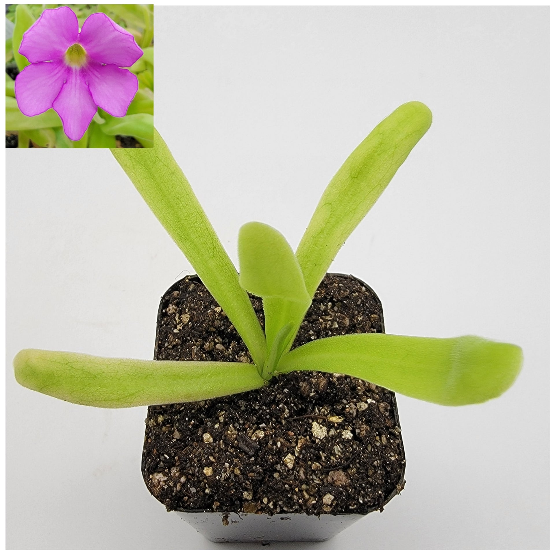 Pinguicula 'Apasionada' -Butterworts -Rainbow Carnivorous Plants LLC
