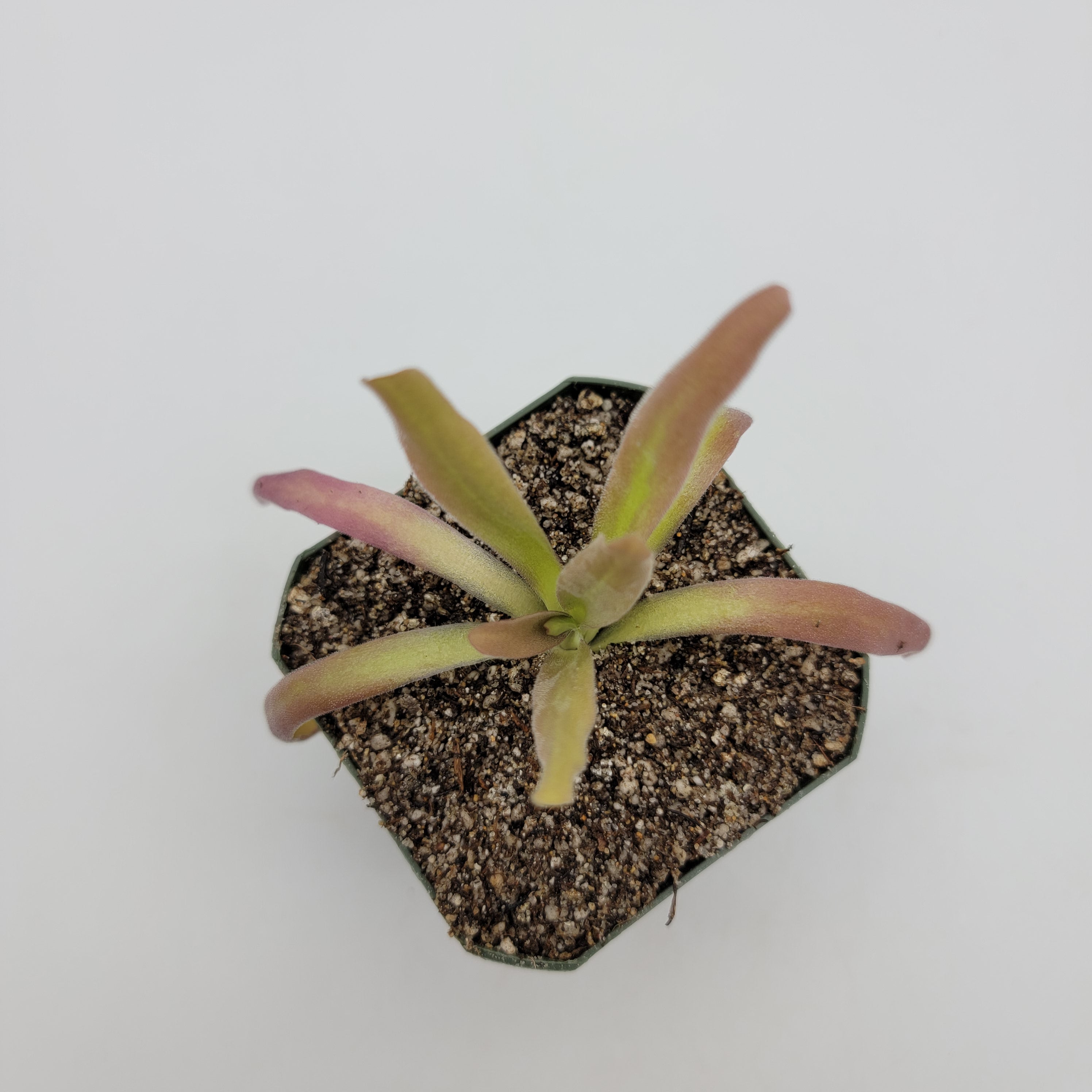 cylindrical plant pot 8