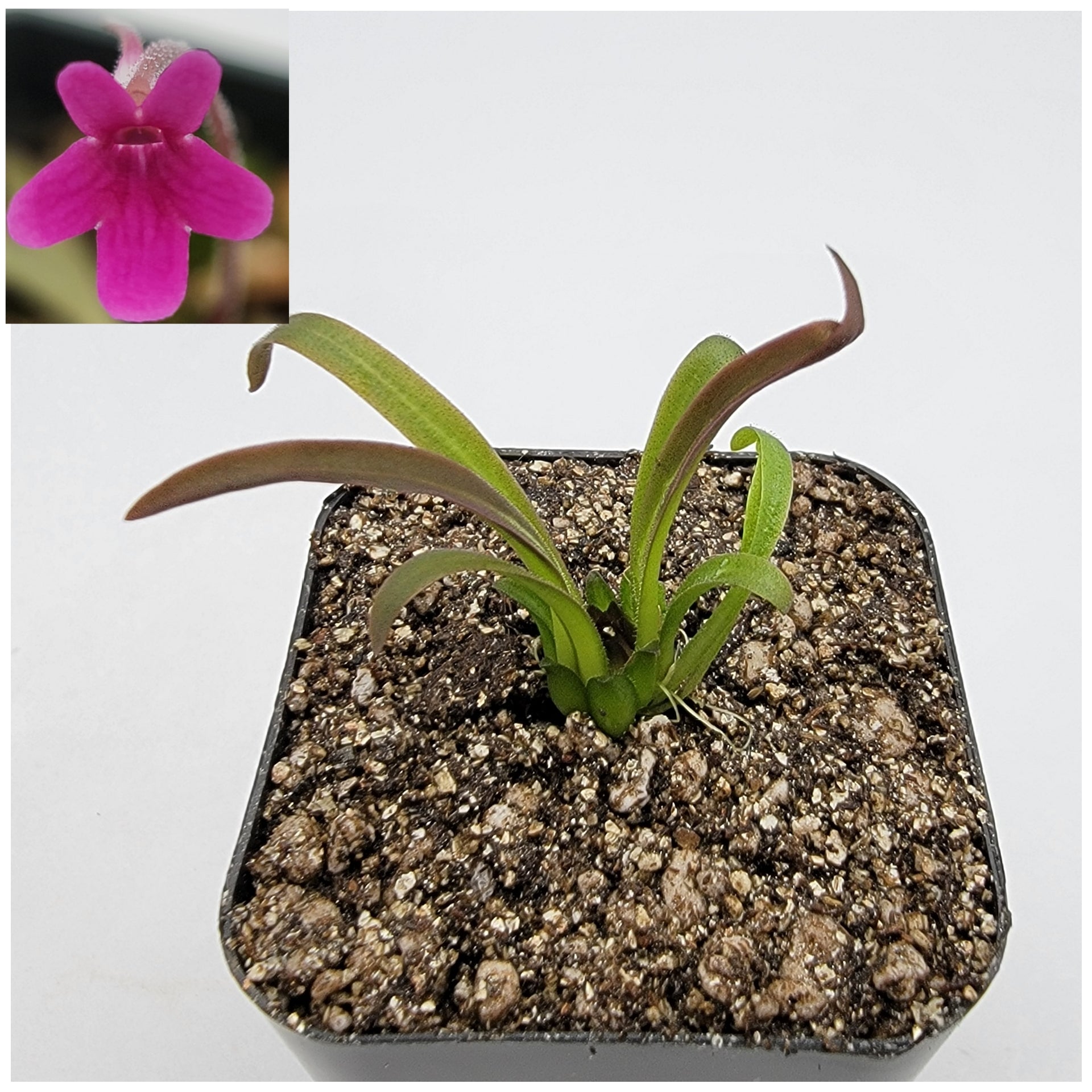 Pinguicula calderoniae {llano del conejo, San Luis Potosi} -Butterworts -Rainbow Carnivorous Plants LLC