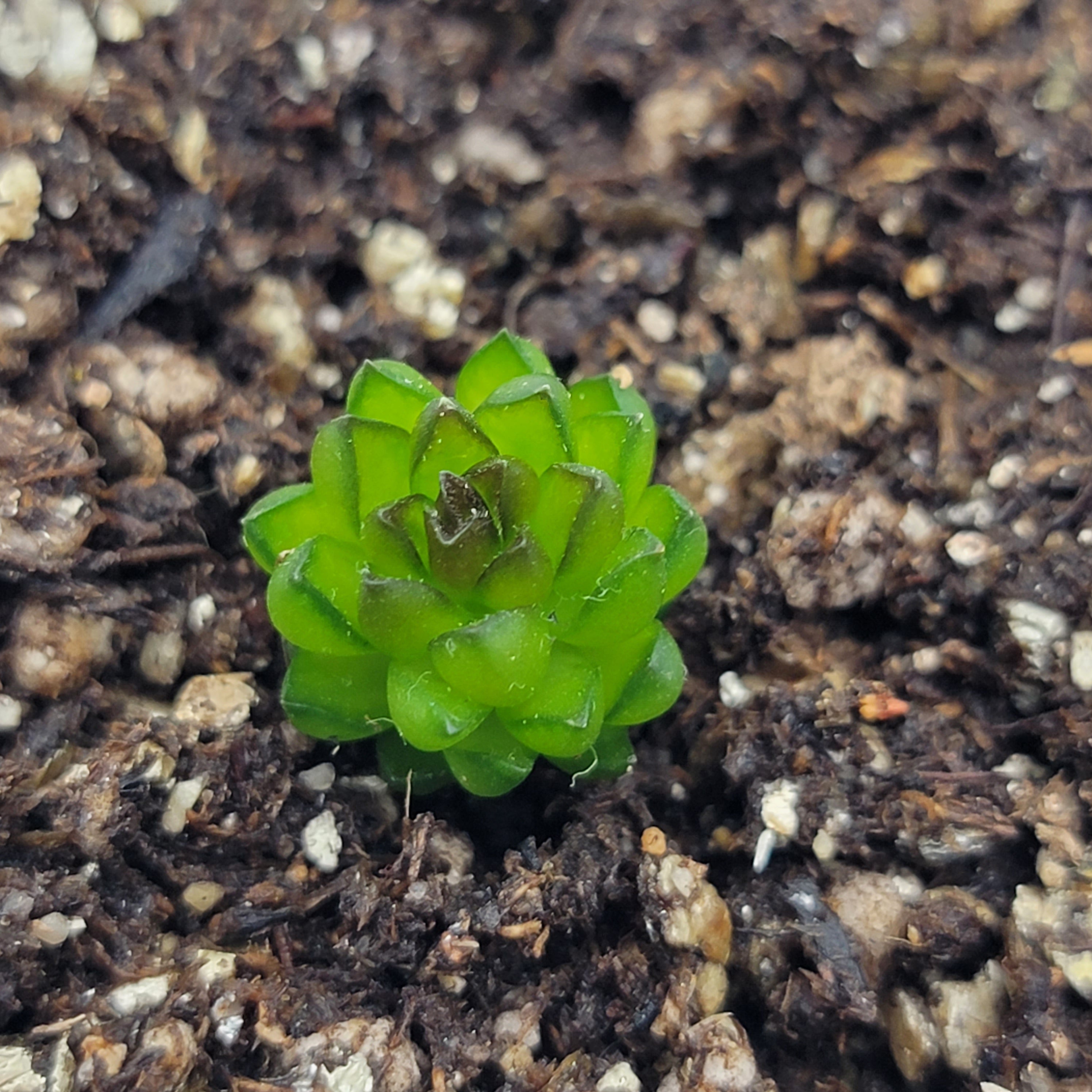 Pinguicula calderoniae {llano del conejo, San Luis Potosi} -Butterworts -Rainbow Carnivorous Plants LLC
