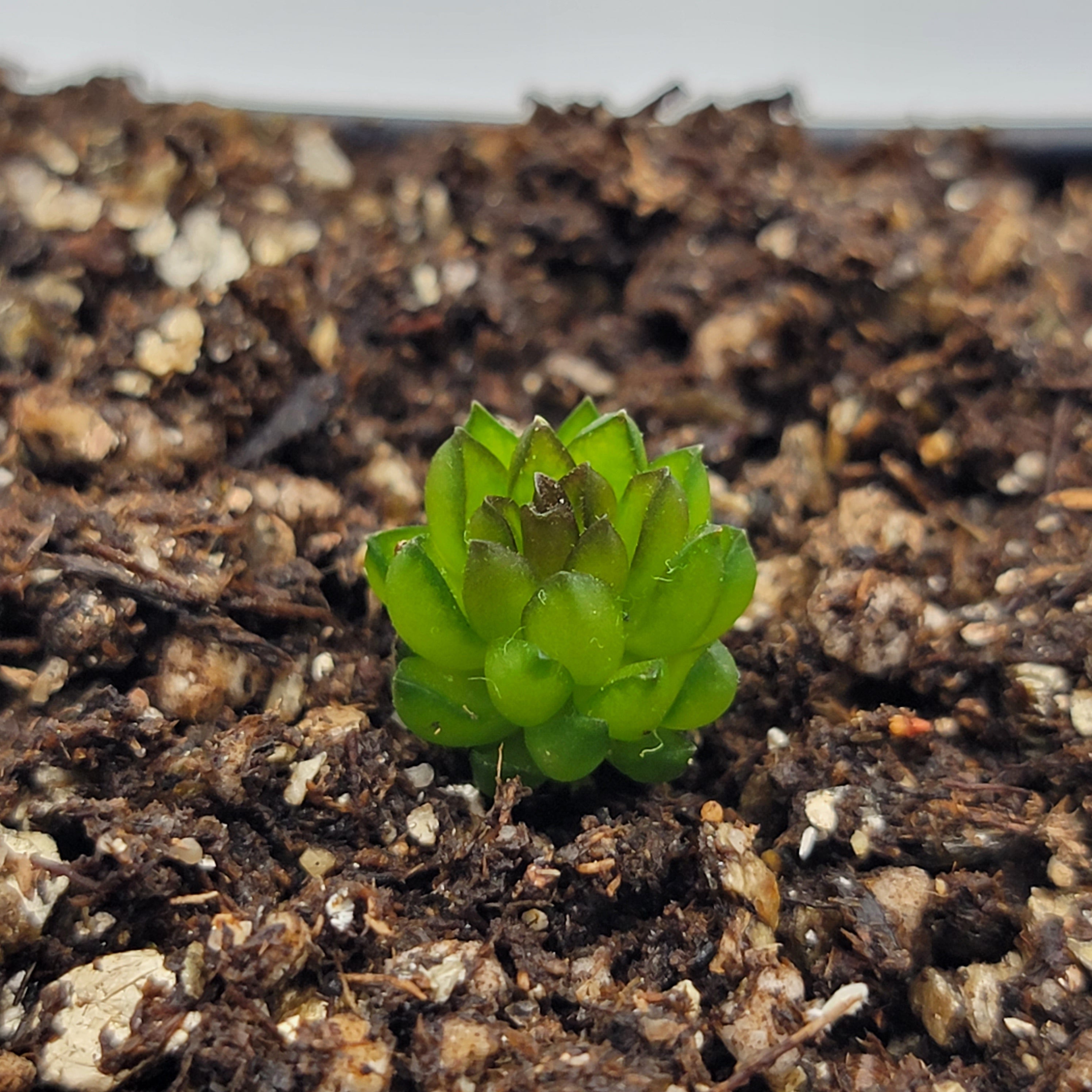 Pinguicula calderoniae {llano del conejo, San Luis Potosi} -Butterworts -Rainbow Carnivorous Plants LLC