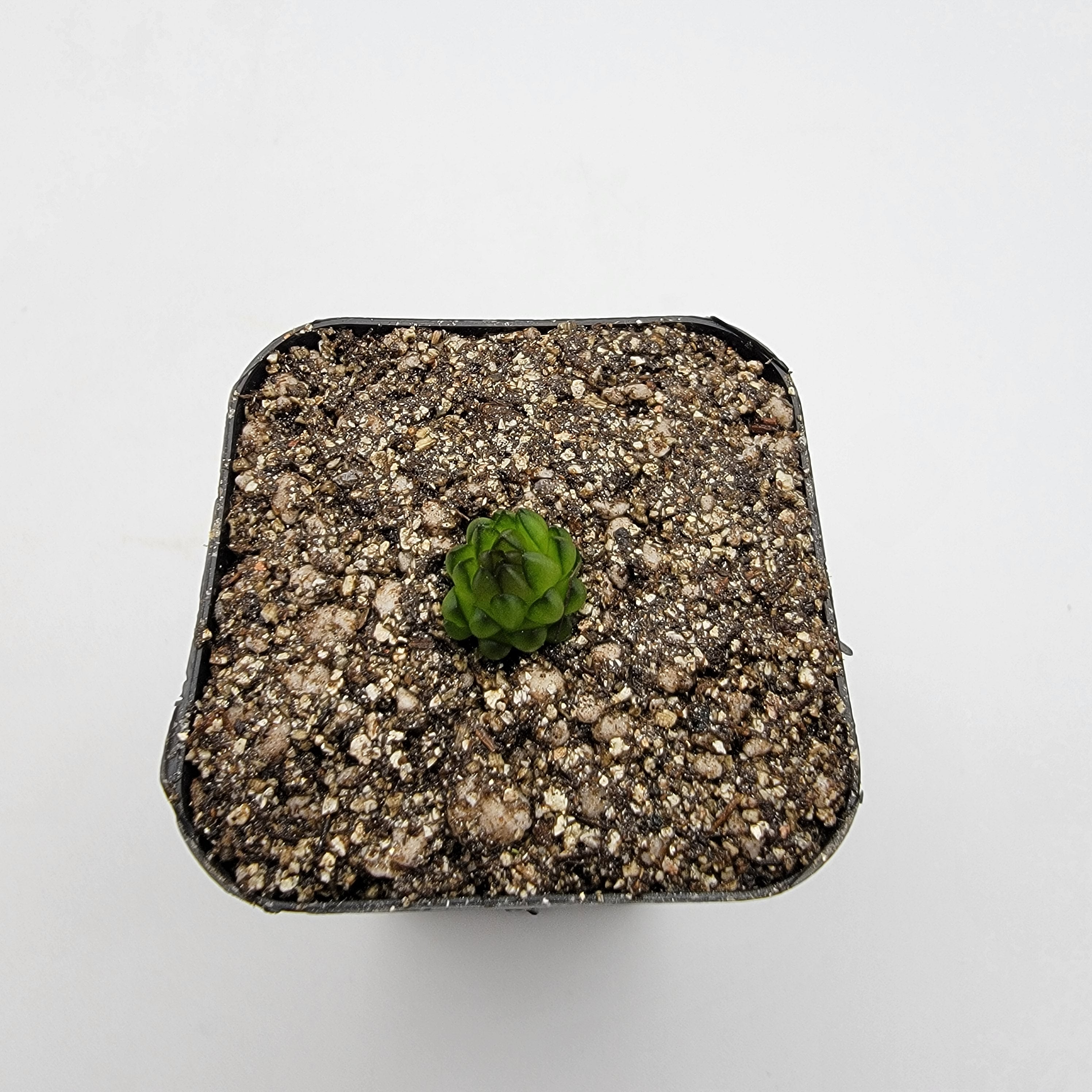 Pinguicula calderoniae {llano del conejo, San Luis Potosi} -Butterworts -Rainbow Carnivorous Plants LLC