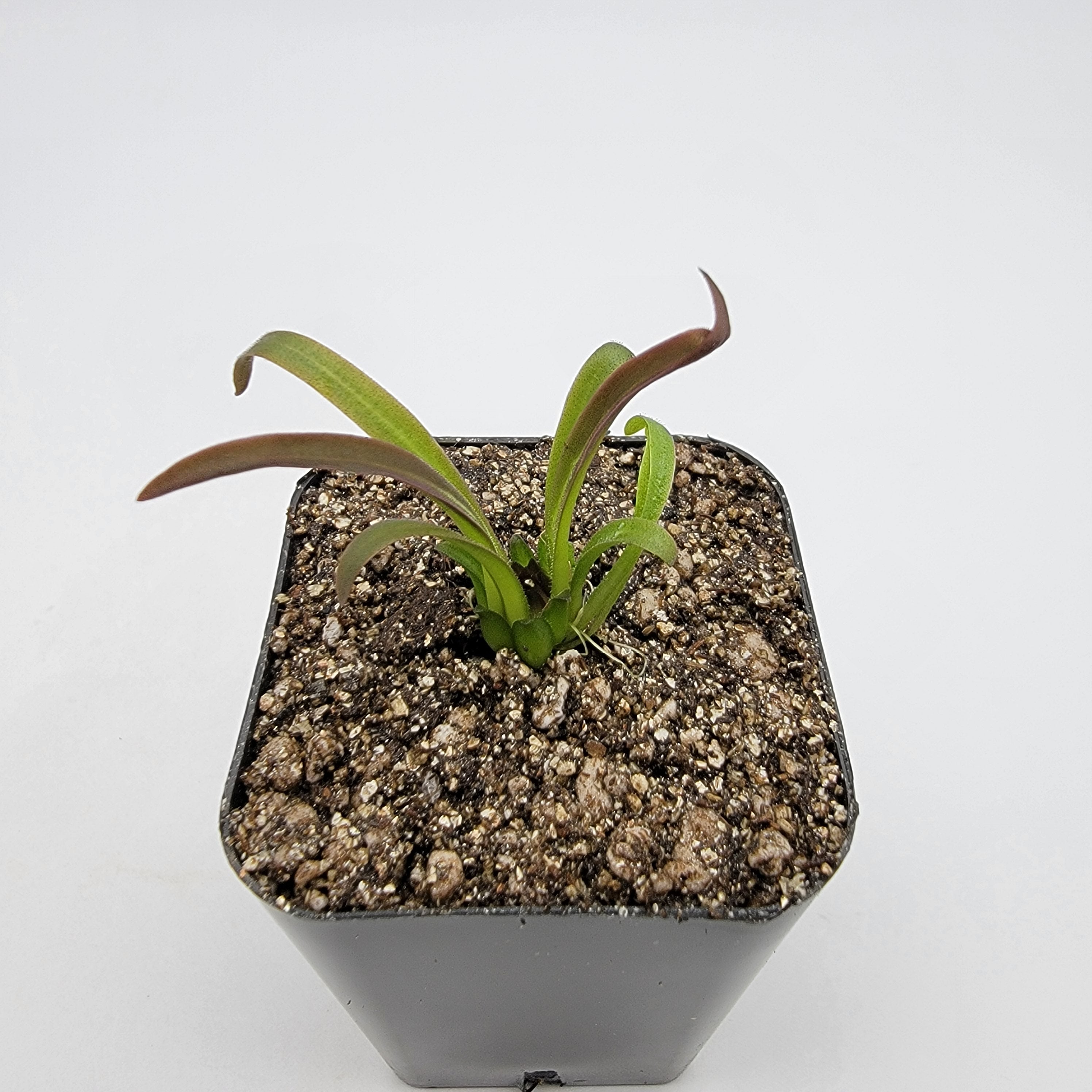 Pinguicula calderoniae {llano del conejo, San Luis Potosi} [Fungus gnat catcher]   -Live carnivorous plant- - Rainbow Carnivorous Plants LLC