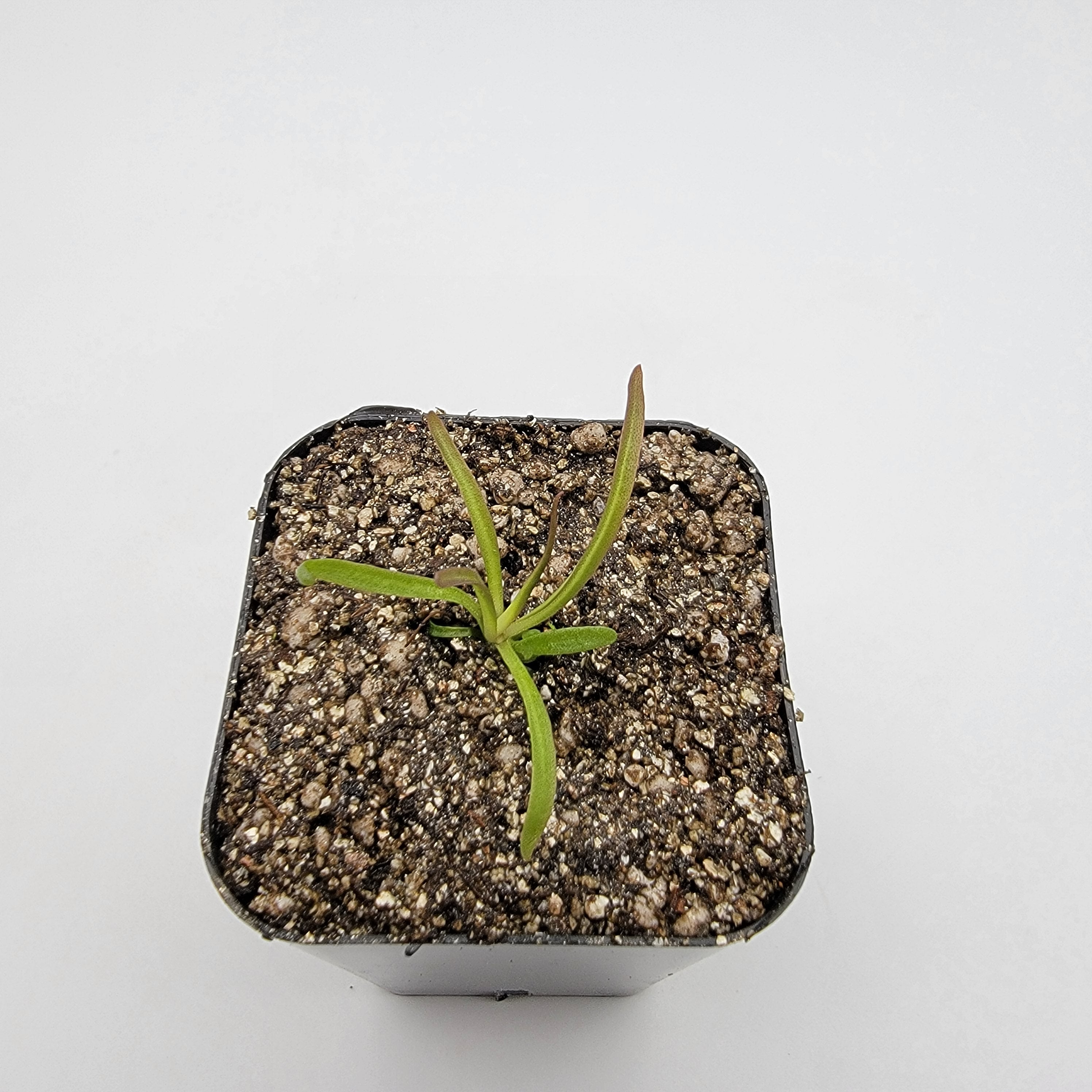 Pinguicula calderoniae {llano del conejo, San Luis Potosi} -Butterworts -Rainbow Carnivorous Plants LLC