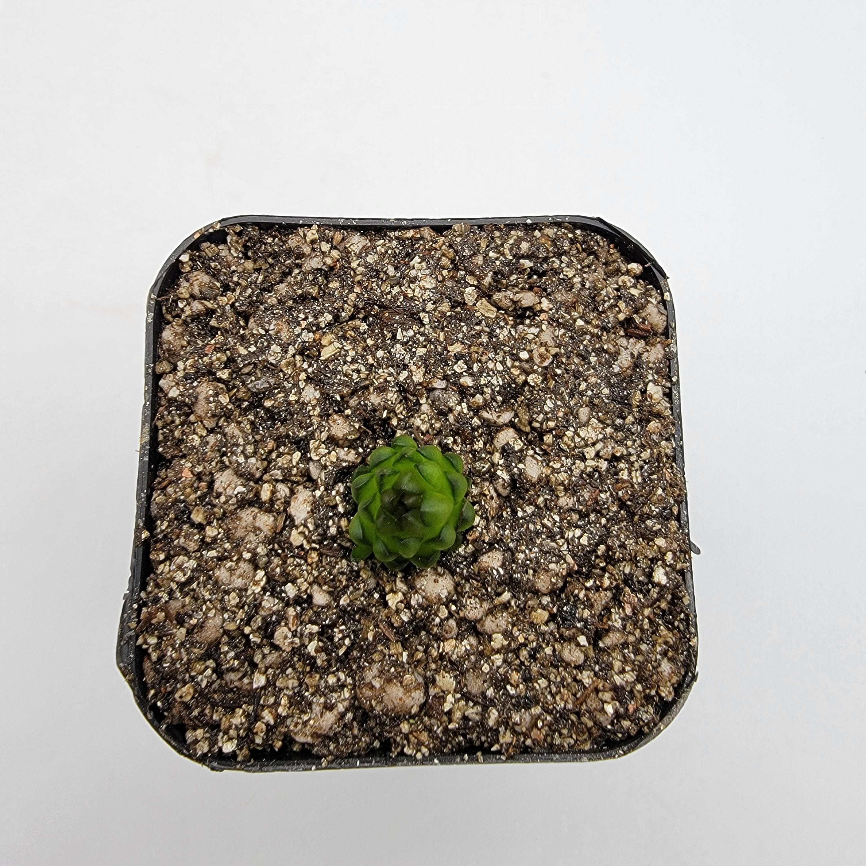 Pinguicula calderoniae {llano del conejo, San Luis Potosi} -Butterworts -Rainbow Carnivorous Plants LLC