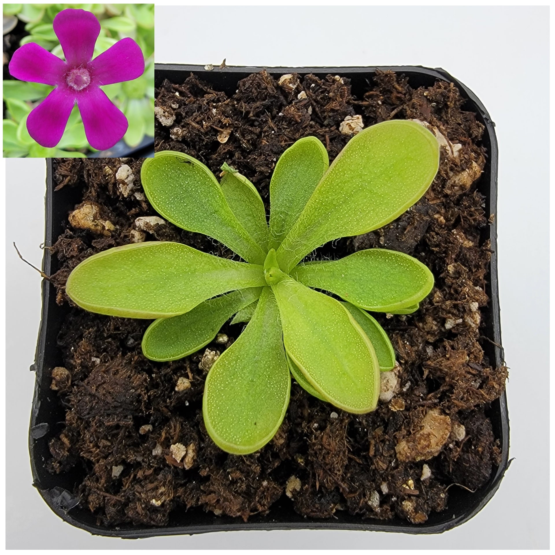 Pinguicula crassifolia -Butterworts -Rainbow Carnivorous Plants LLC