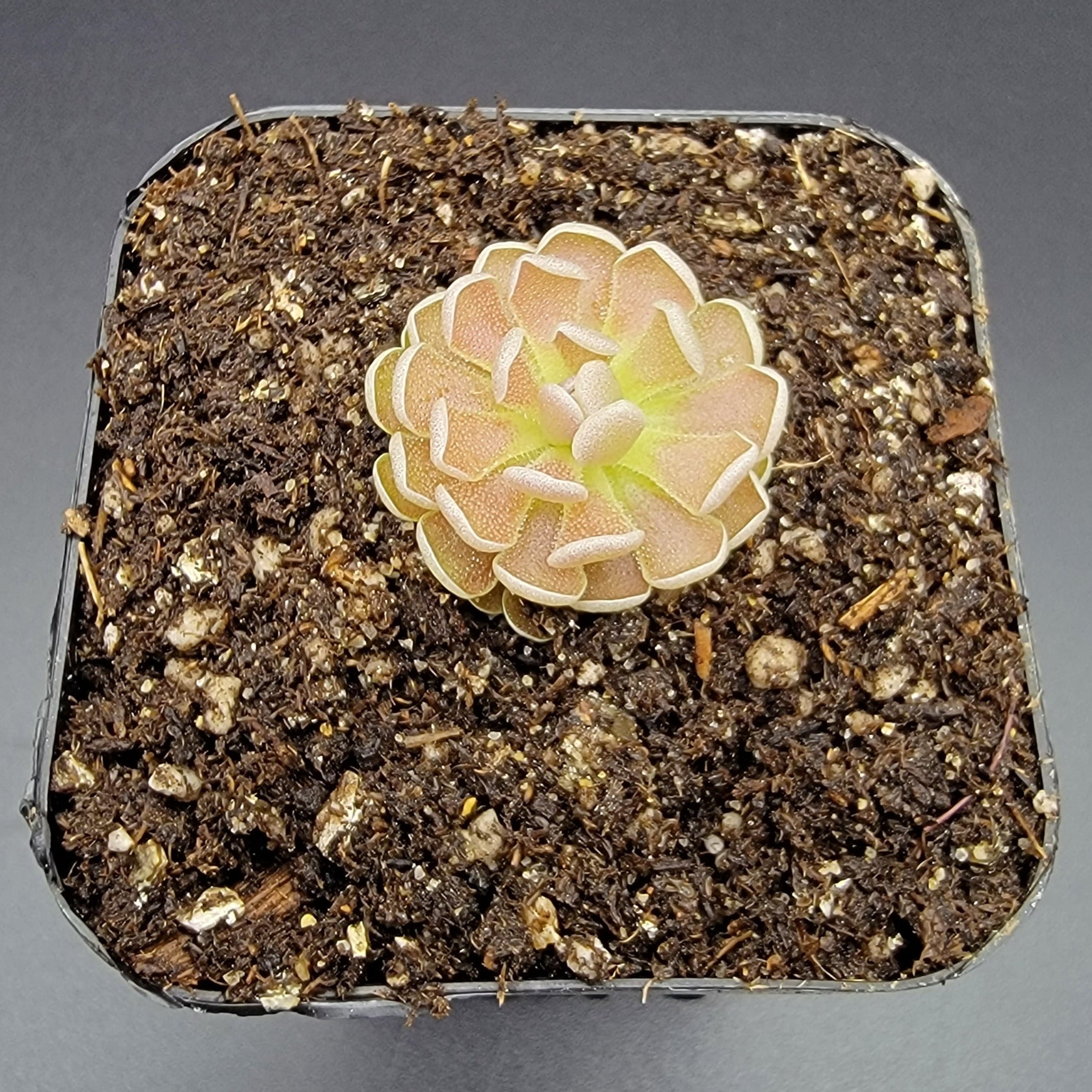 Pinguicula debbertiana ‘Metallic Purple’ - Rainbow Carnivorous Plants LLC