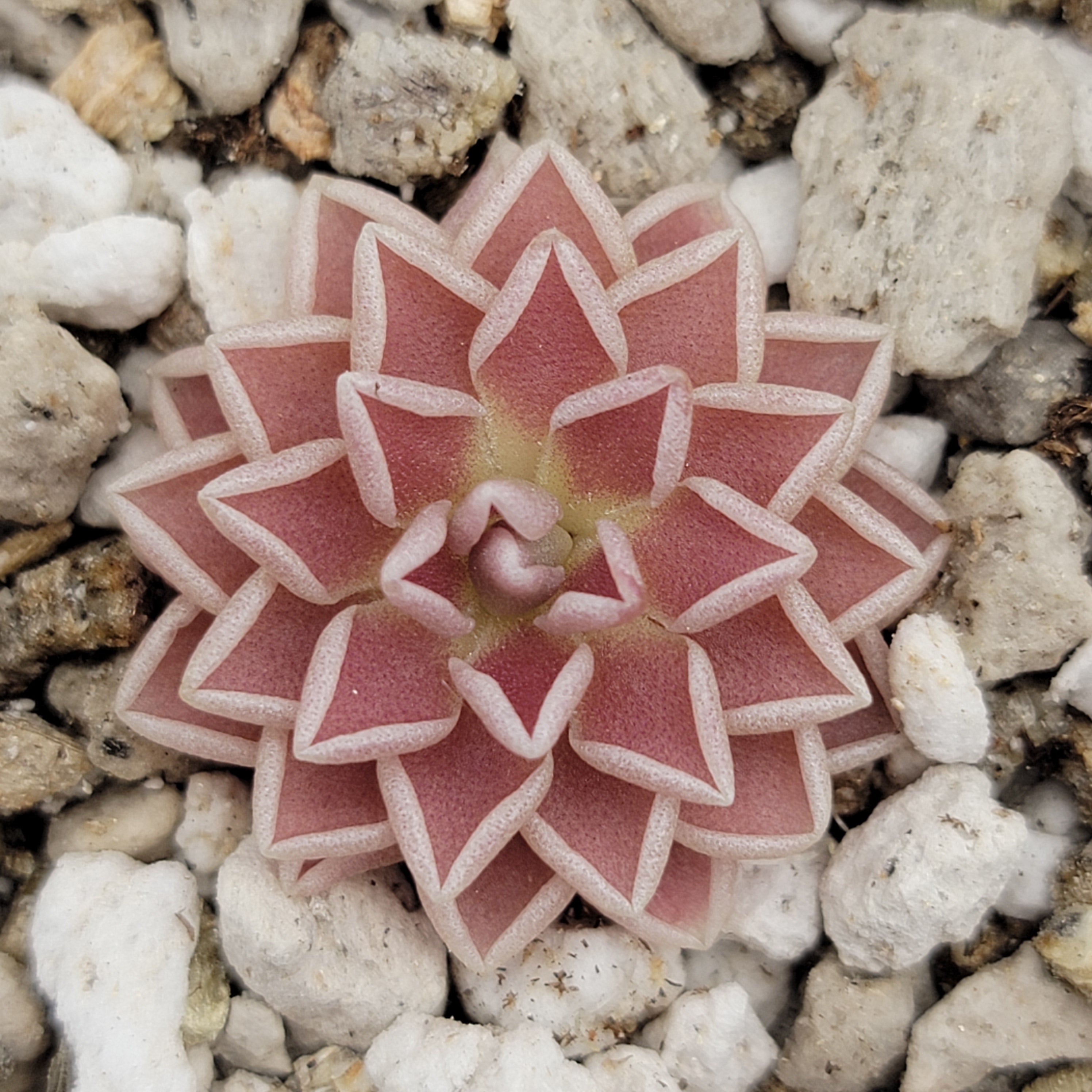 Pinguicula ehlersiae -Butterworts -Rainbow Carnivorous Plants LLC