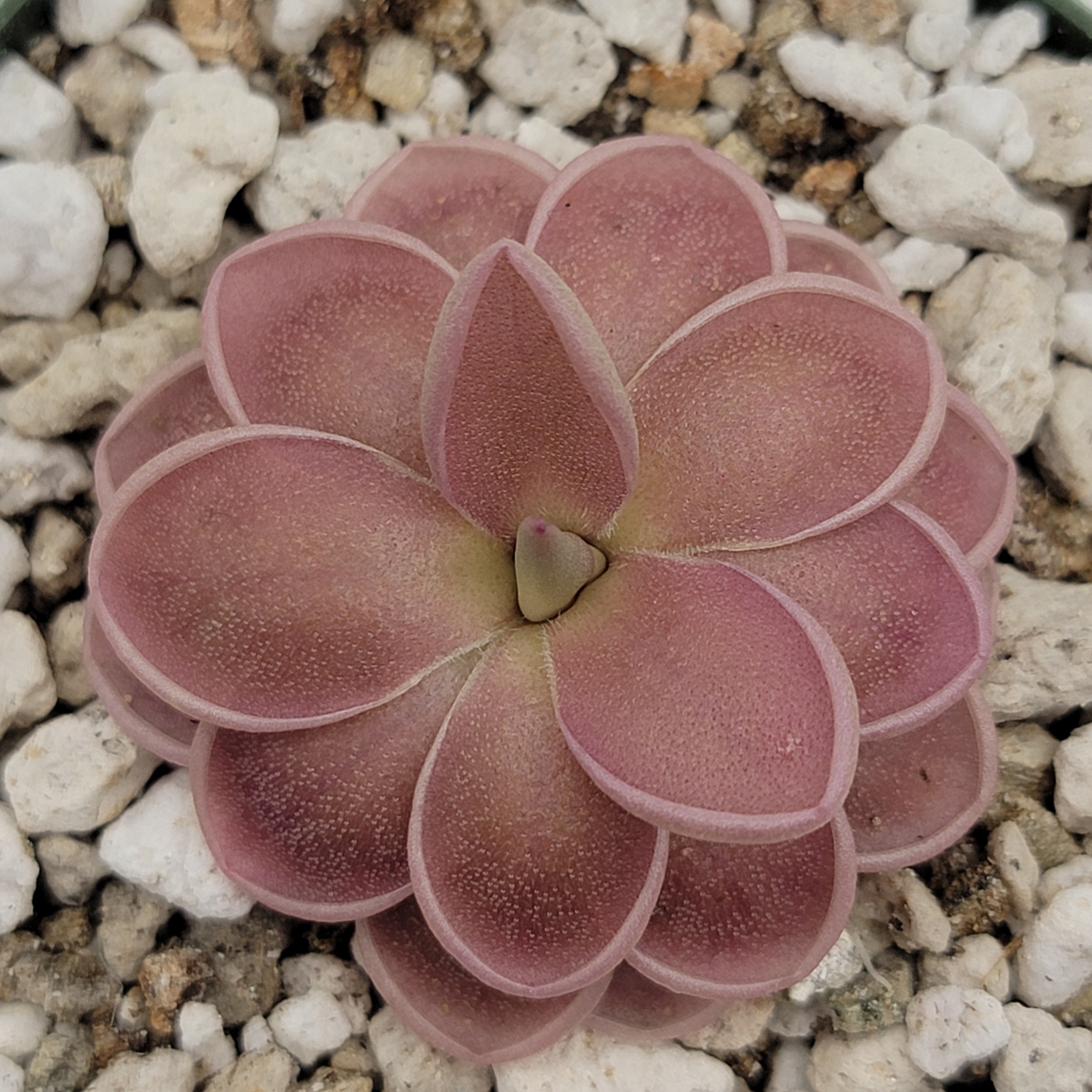 Pinguicula ehlersiae x mesophytica (clone #001) -Butterworts -Rainbow Carnivorous Plants LLC