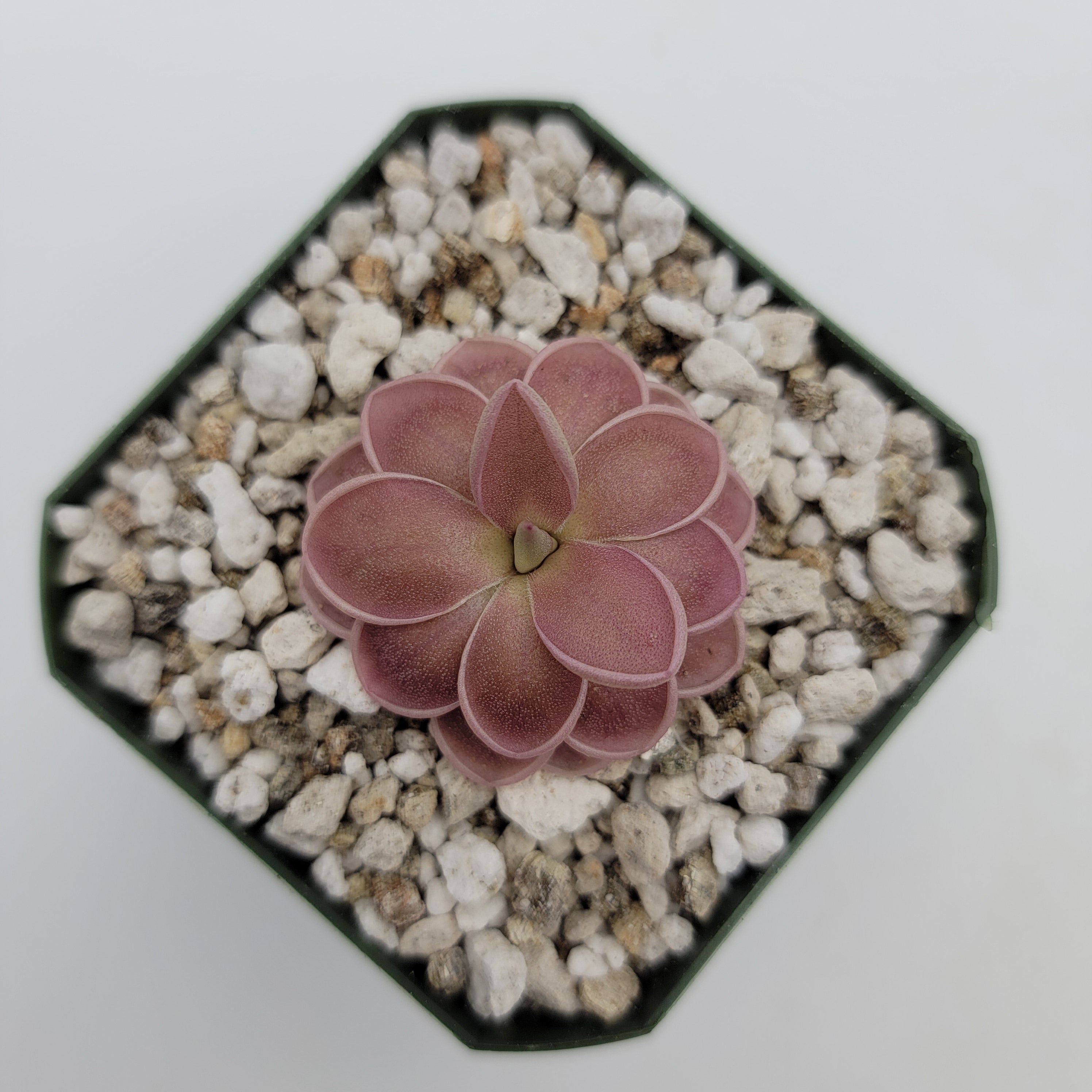 Pinguicula ehlersiae x mesophytica (clone #001) -Butterworts -Rainbow Carnivorous Plants LLC
