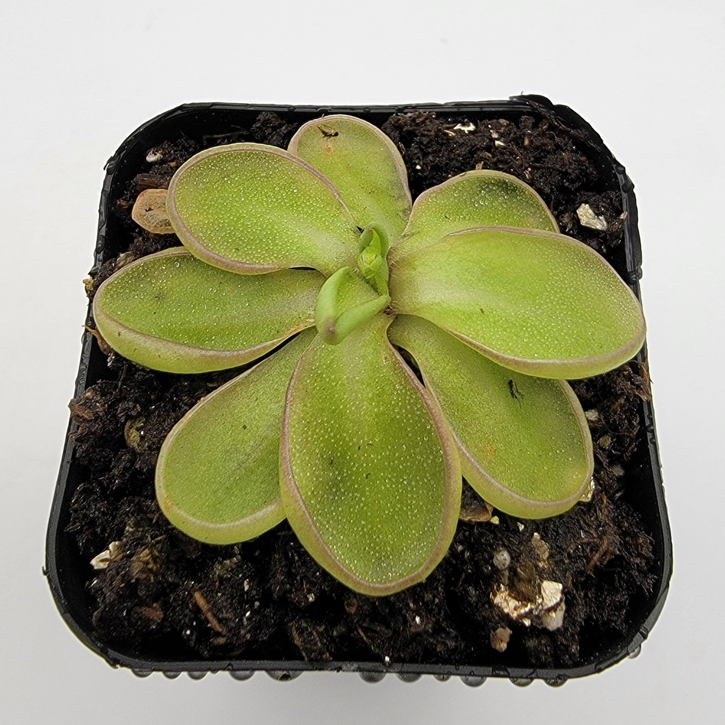 Pinguicula emarginata -Butterworts -Rainbow Carnivorous Plants LLC