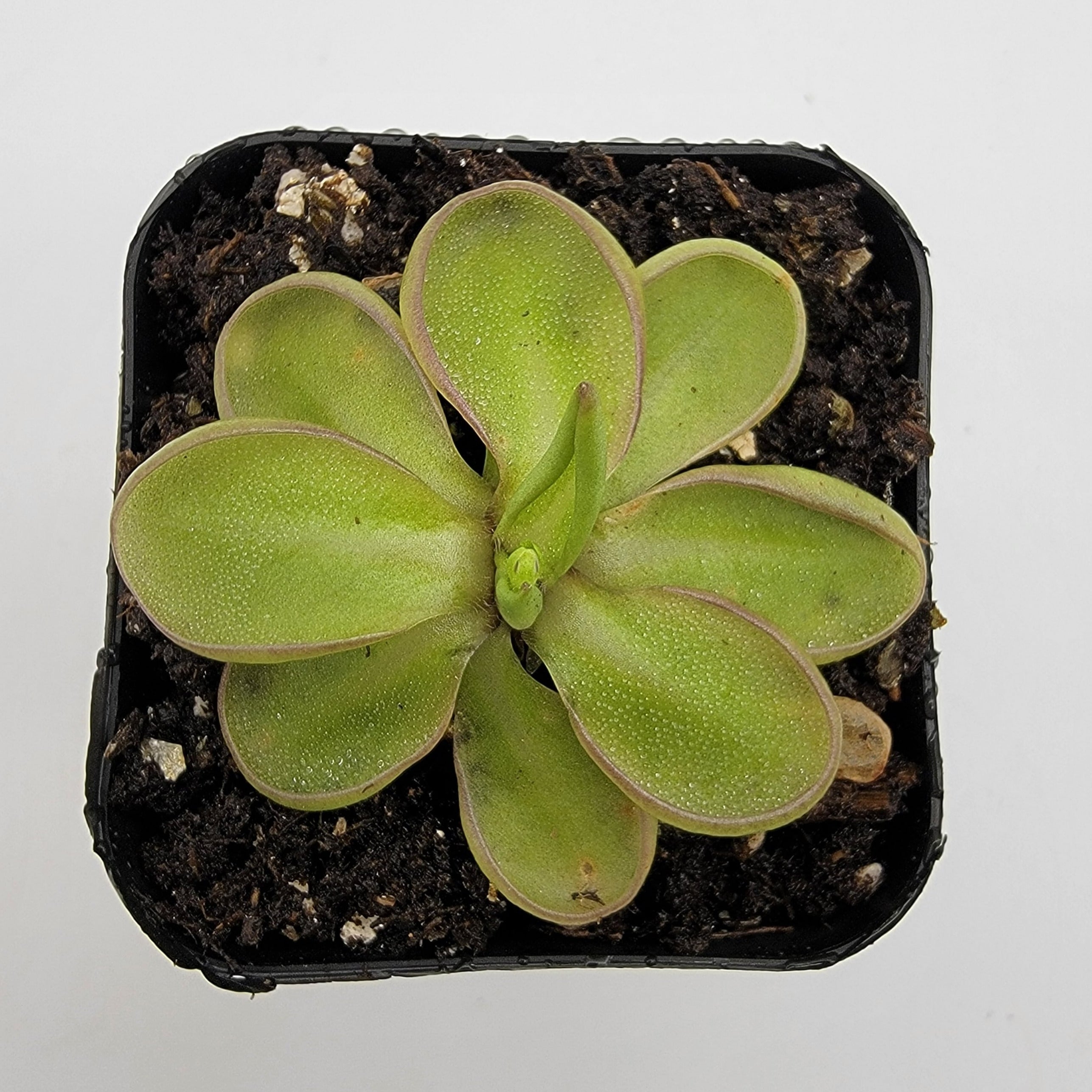 Pinguicula emarginata -Butterworts -Rainbow Carnivorous Plants LLC