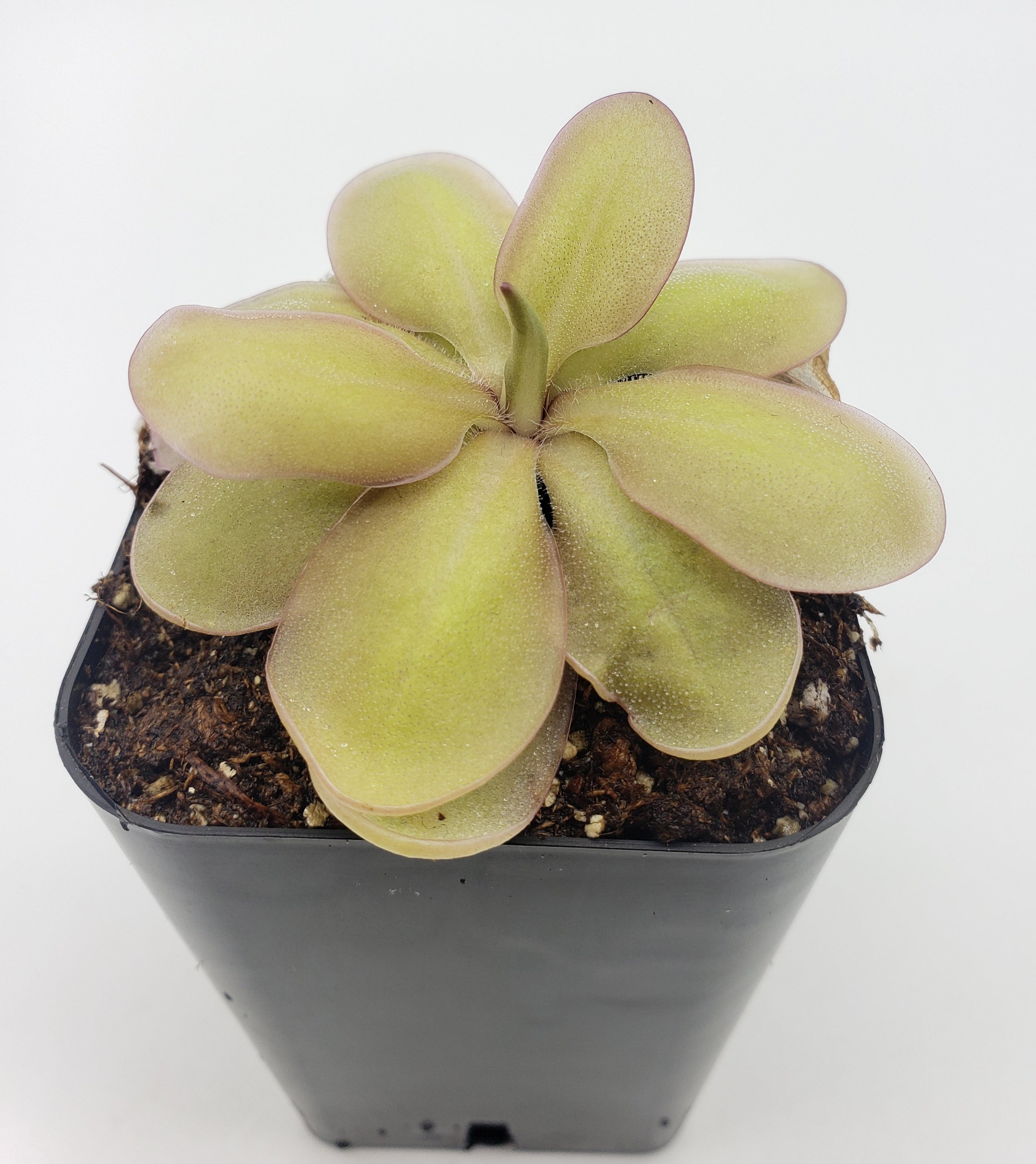 Pinguicula emarginata {red coloured and big rosette} x elizabethiae -Butterworts -Rainbow Carnivorous Plants LLC