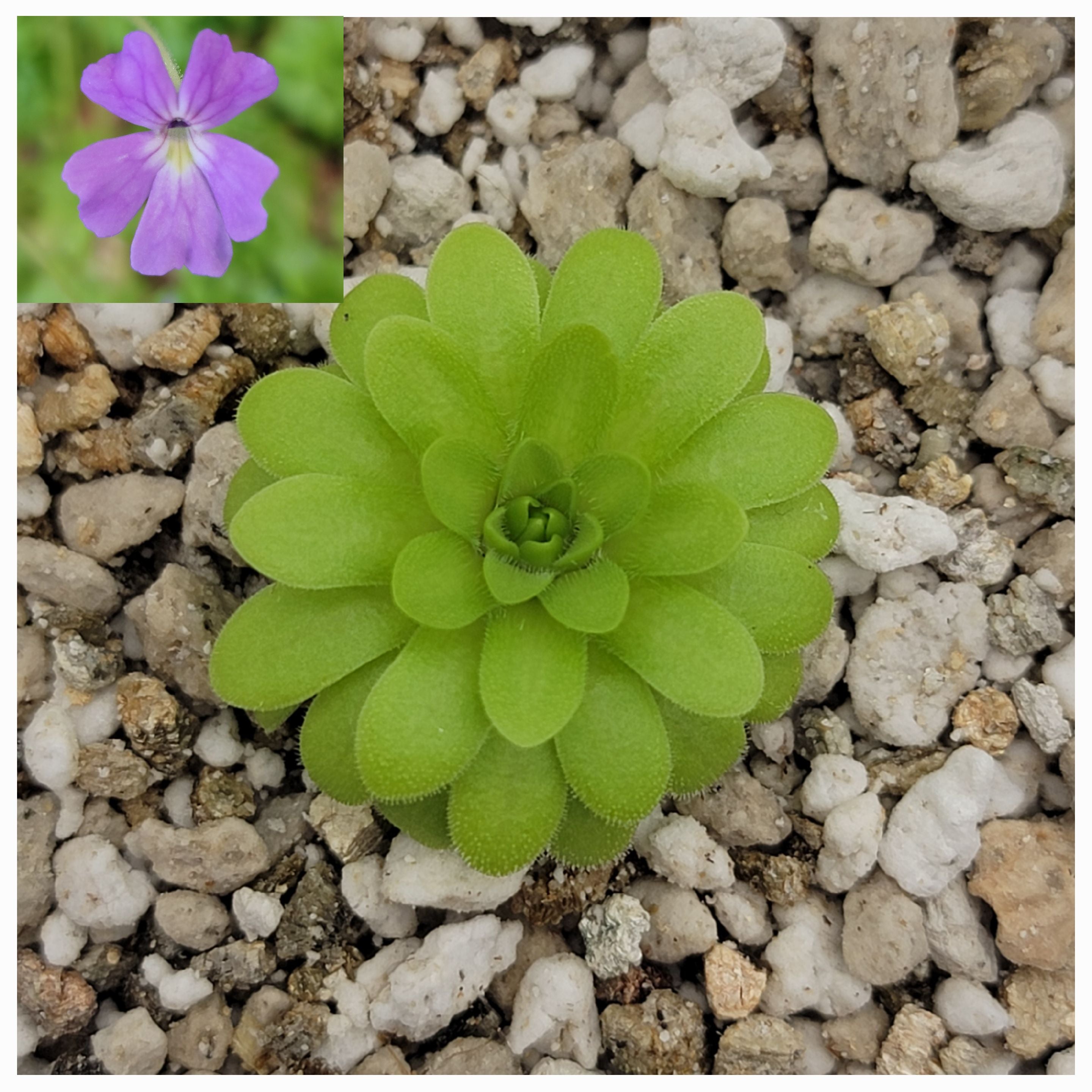 Pinguicula emarginata x gypsicola -Butterworts -Rainbow Carnivorous Plants LLC