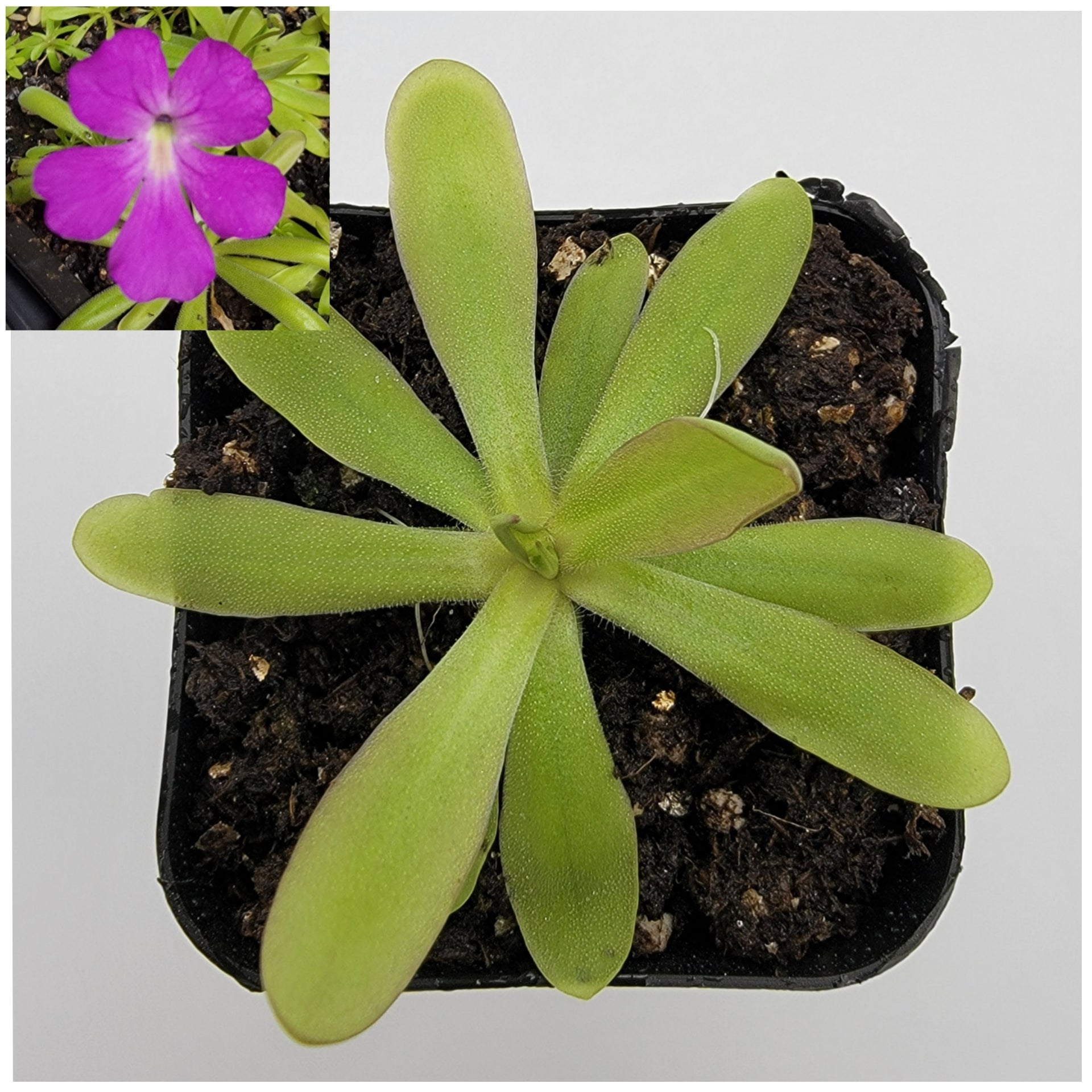Pinguicula emarginata x moctezumae – Live Carnivorous Butterwort
