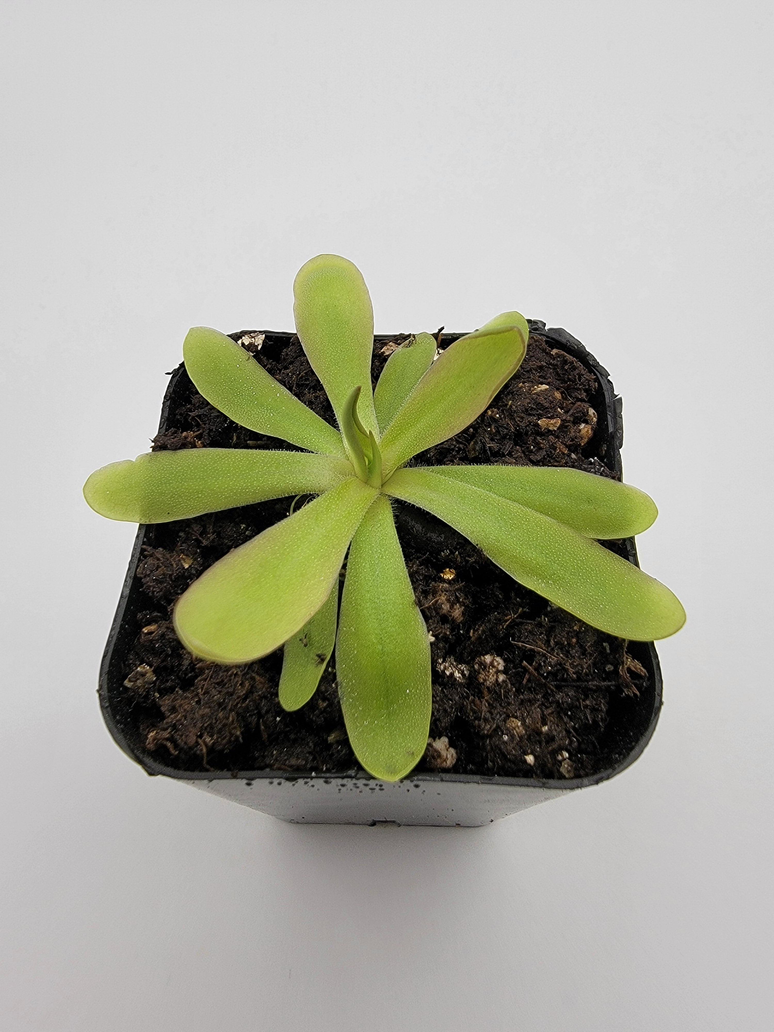 Pinguicula emarginata x moctezumae -Butterworts -Rainbow Carnivorous Plants LLC