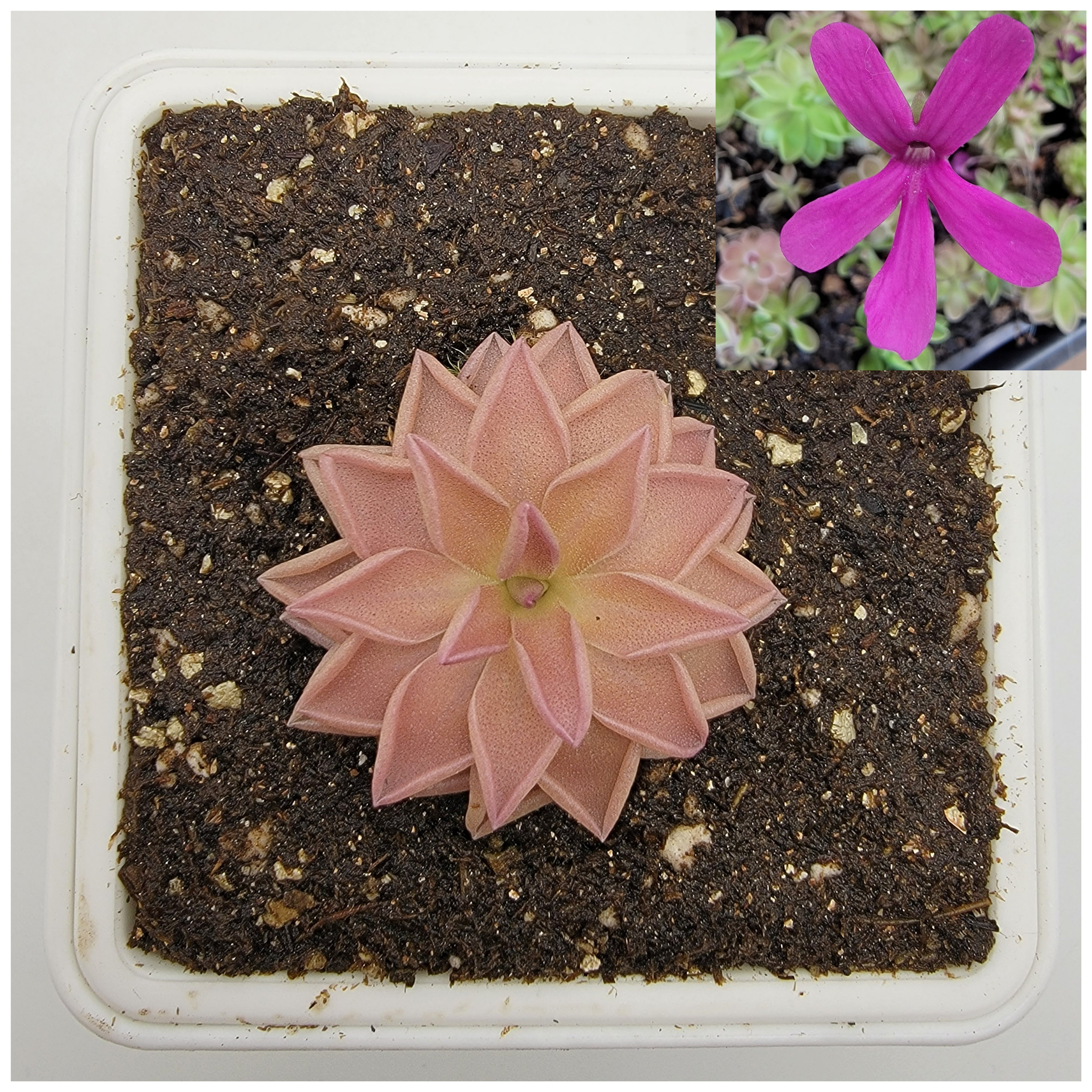 Pinguicula "estrellita" -Butterworts -Rainbow Carnivorous Plants LLC