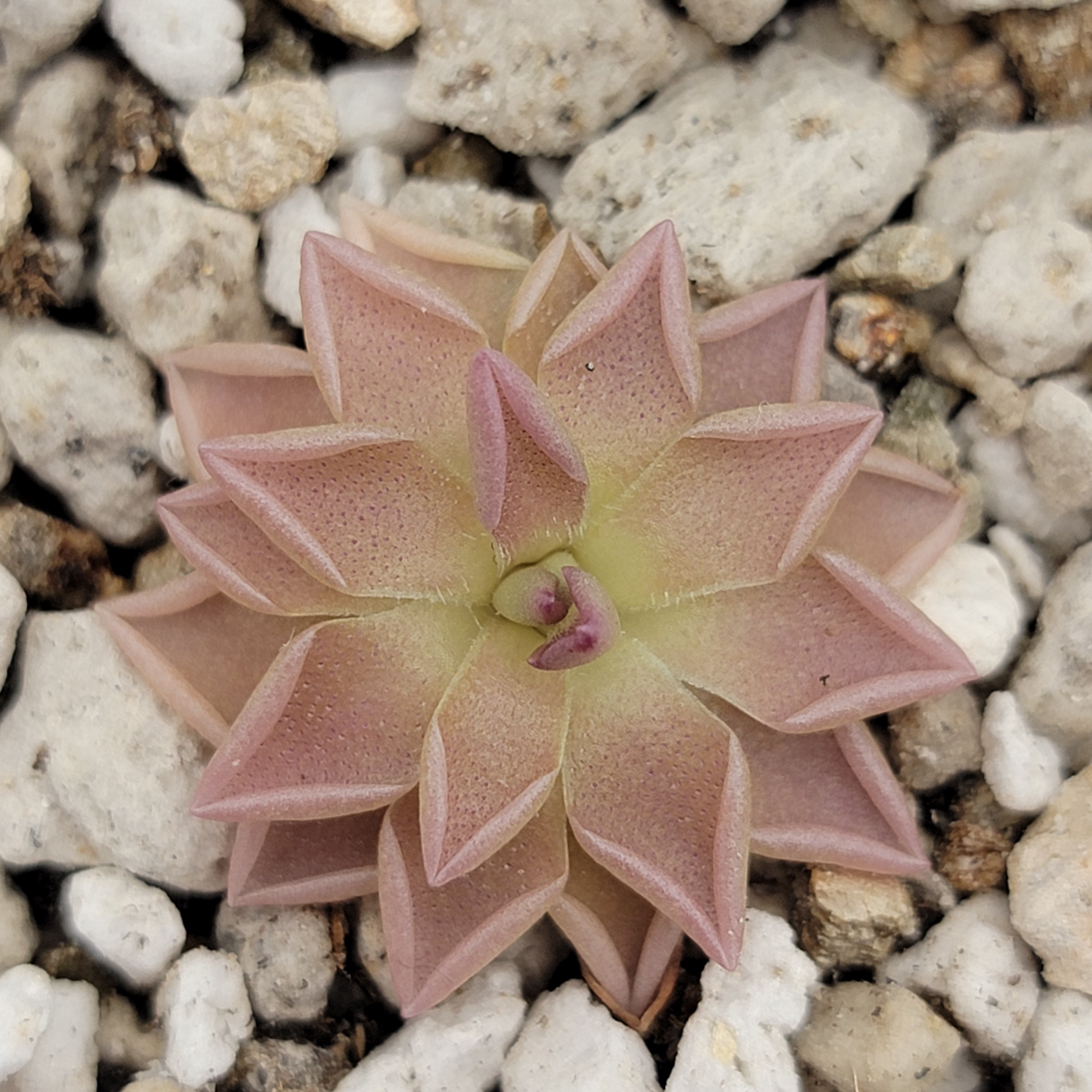 Pinguicula "estrellita" -Butterworts -Rainbow Carnivorous Plants LLC