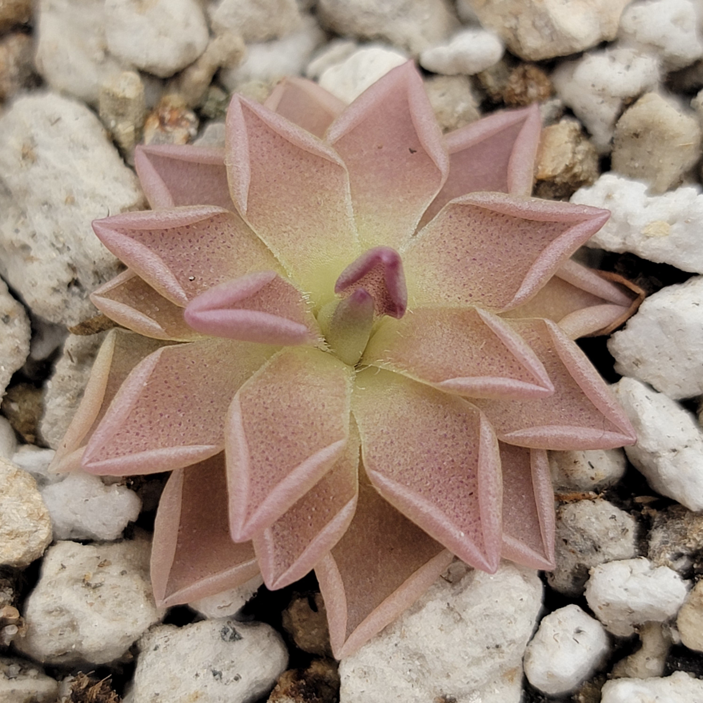 Pinguicula "estrellita" -Butterworts -Rainbow Carnivorous Plants LLC
