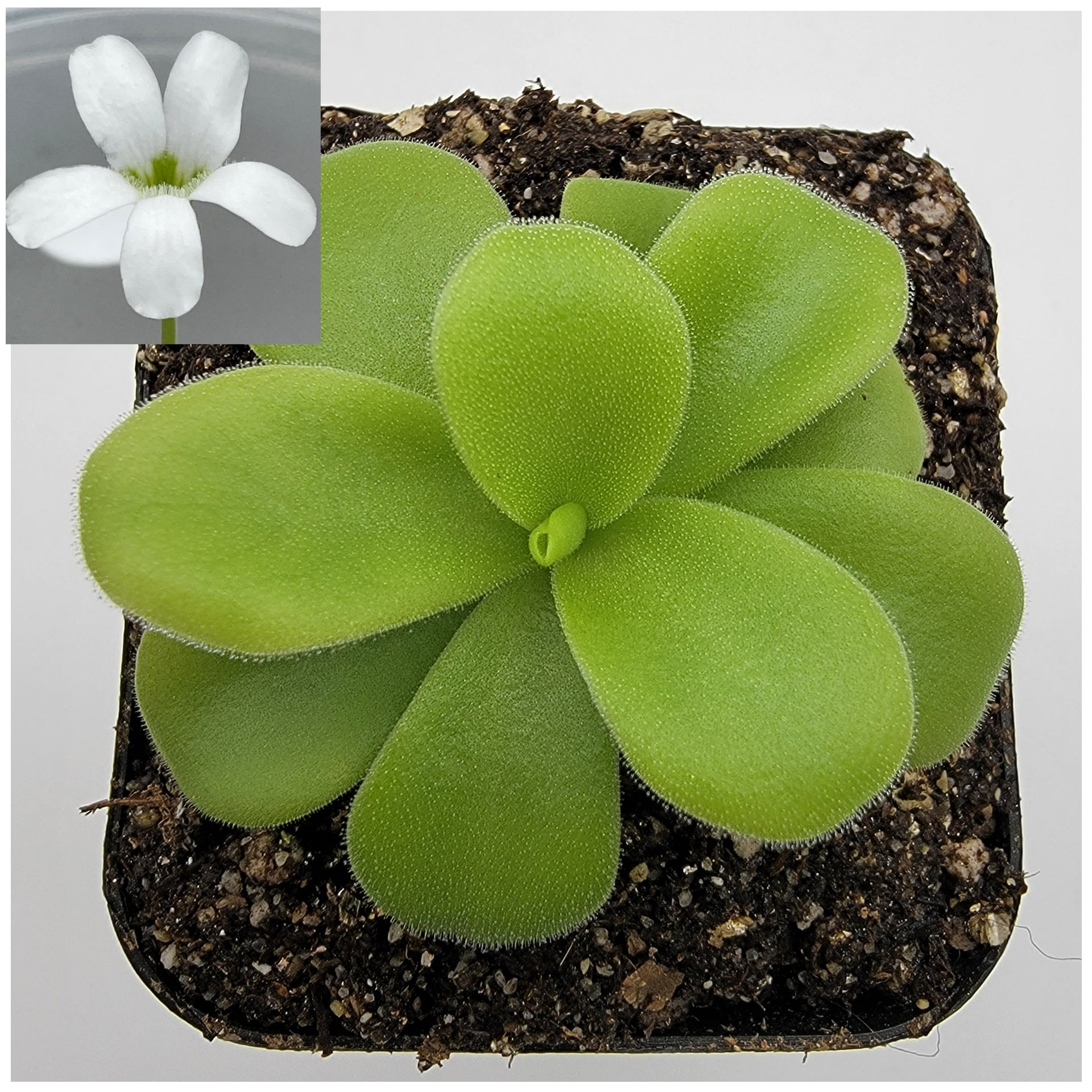 Pinguicula gigantea alba -Butterworts -Rainbow Carnivorous Plants LLC