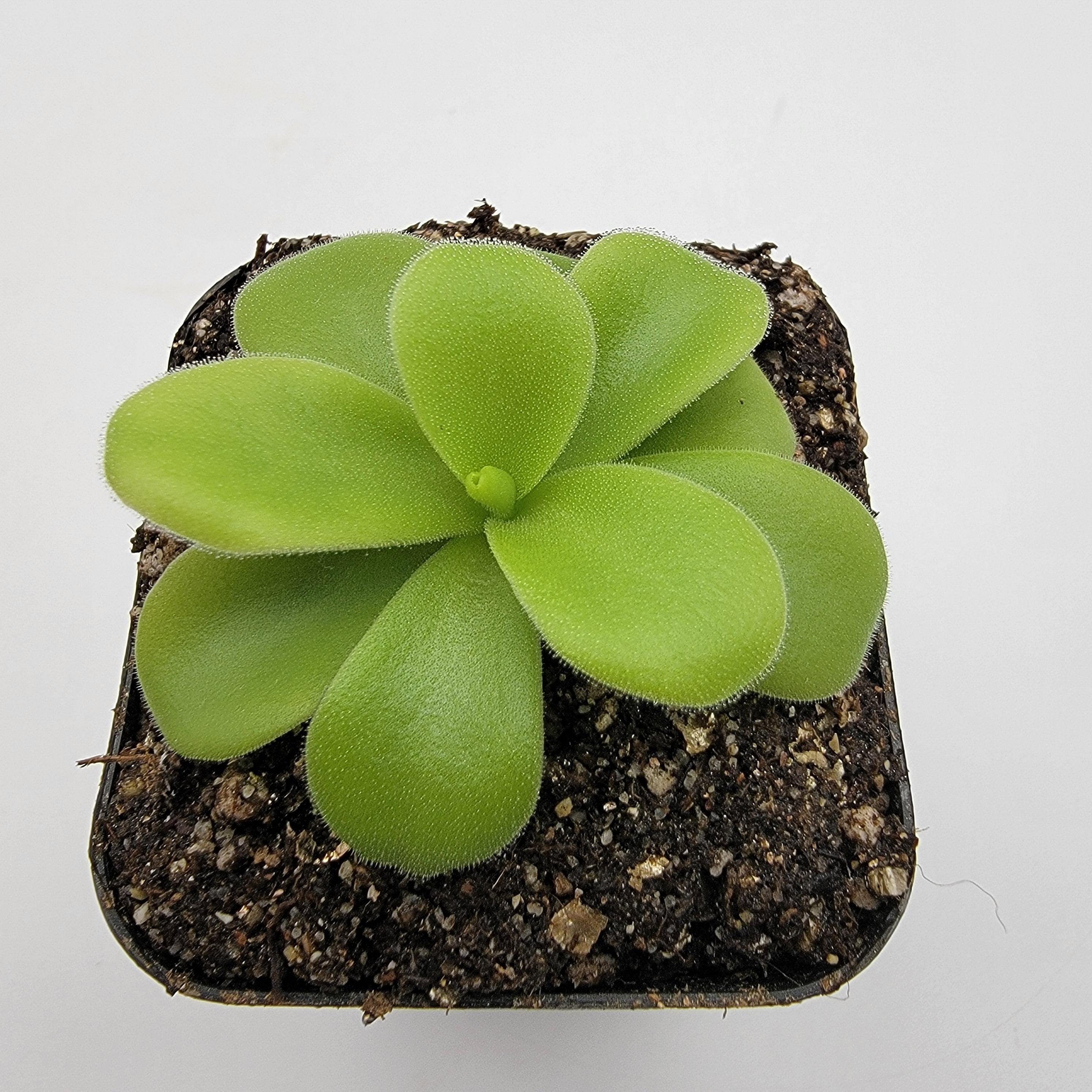 Pinguicula gigantea alba -Butterworts -Rainbow Carnivorous Plants LLC