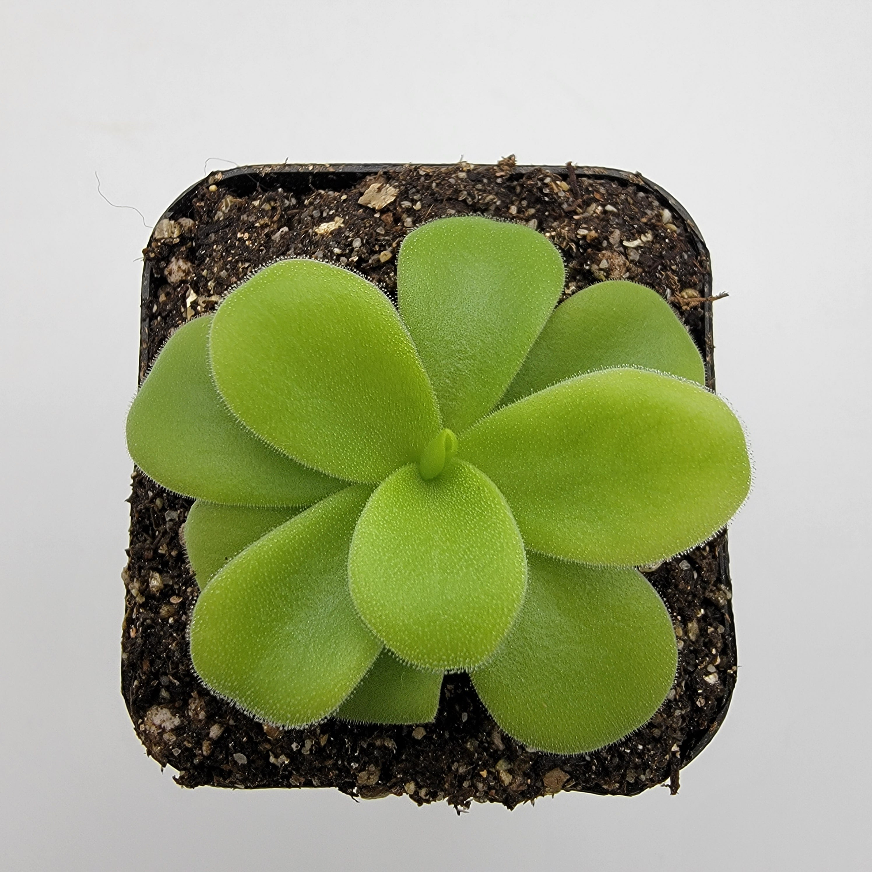 Pinguicula gigantea alba -Butterworts -Rainbow Carnivorous Plants LLC