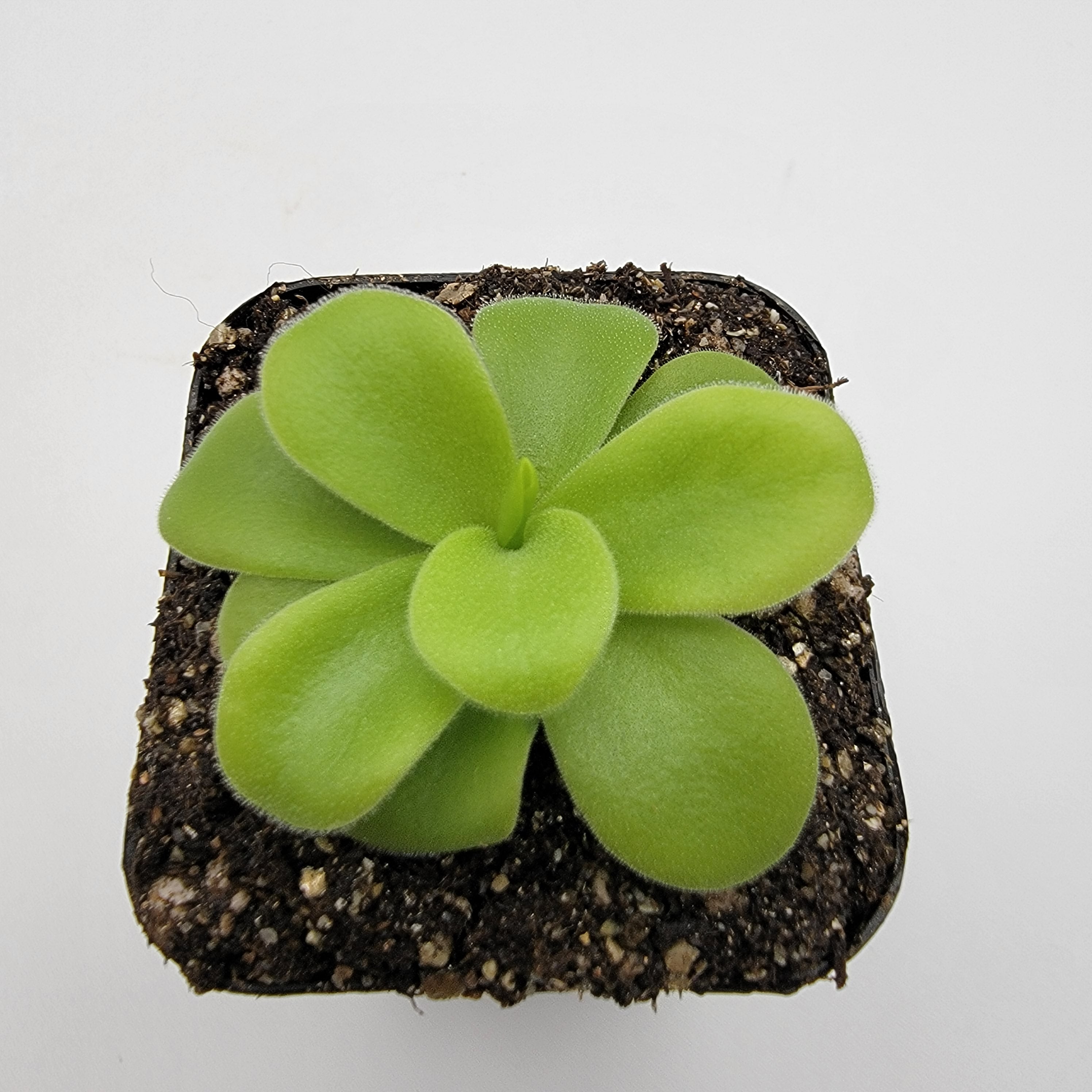 Pinguicula gigantea alba -Butterworts -Rainbow Carnivorous Plants LLC