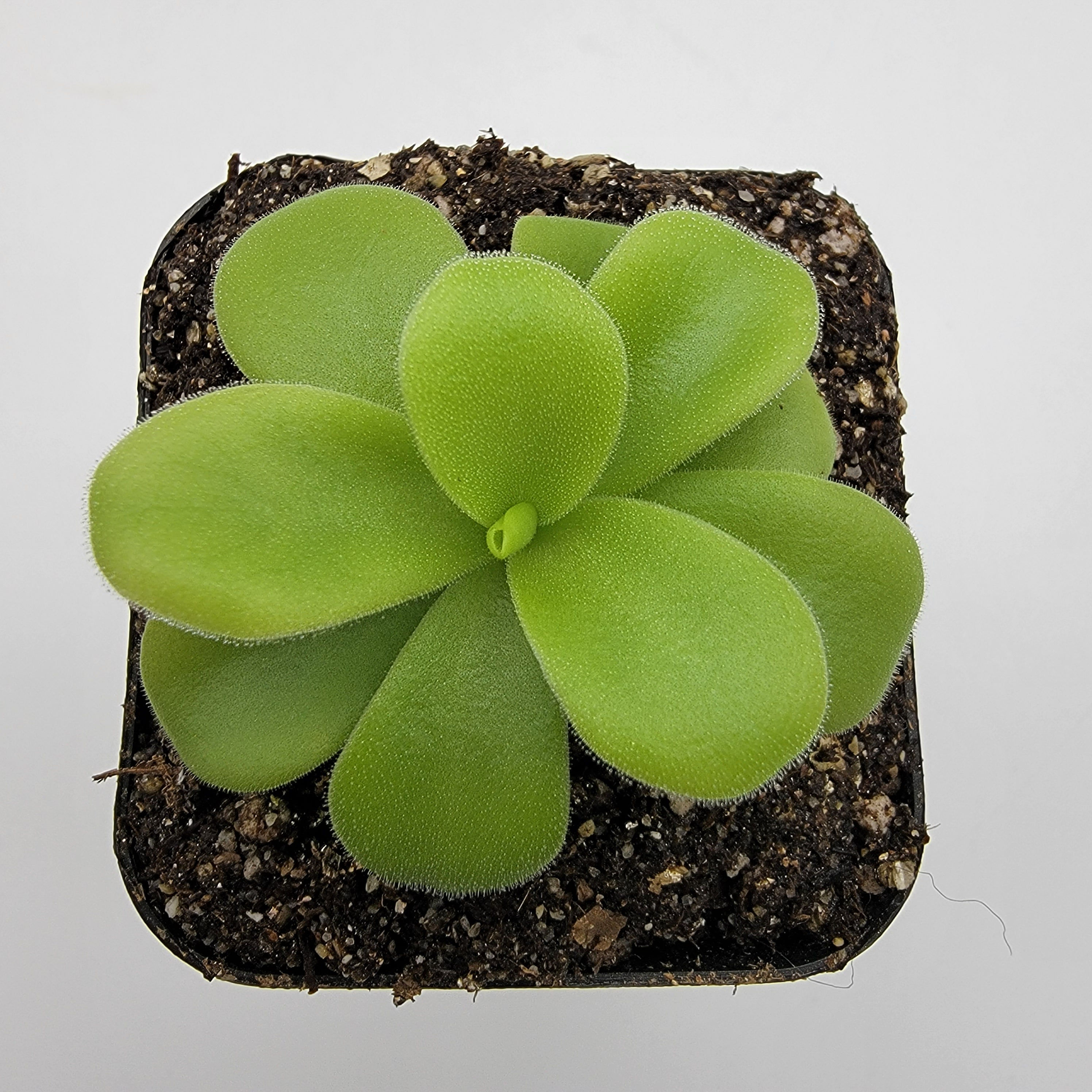 Pinguicula gigantea alba -Butterworts -Rainbow Carnivorous Plants LLC