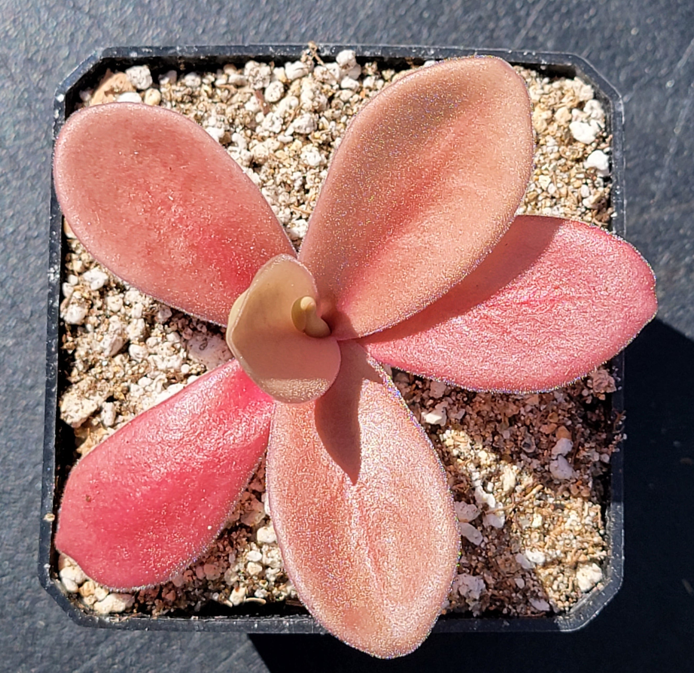 Pinguicula gigantea red -Butterworts -Rainbow Carnivorous Plants LLC