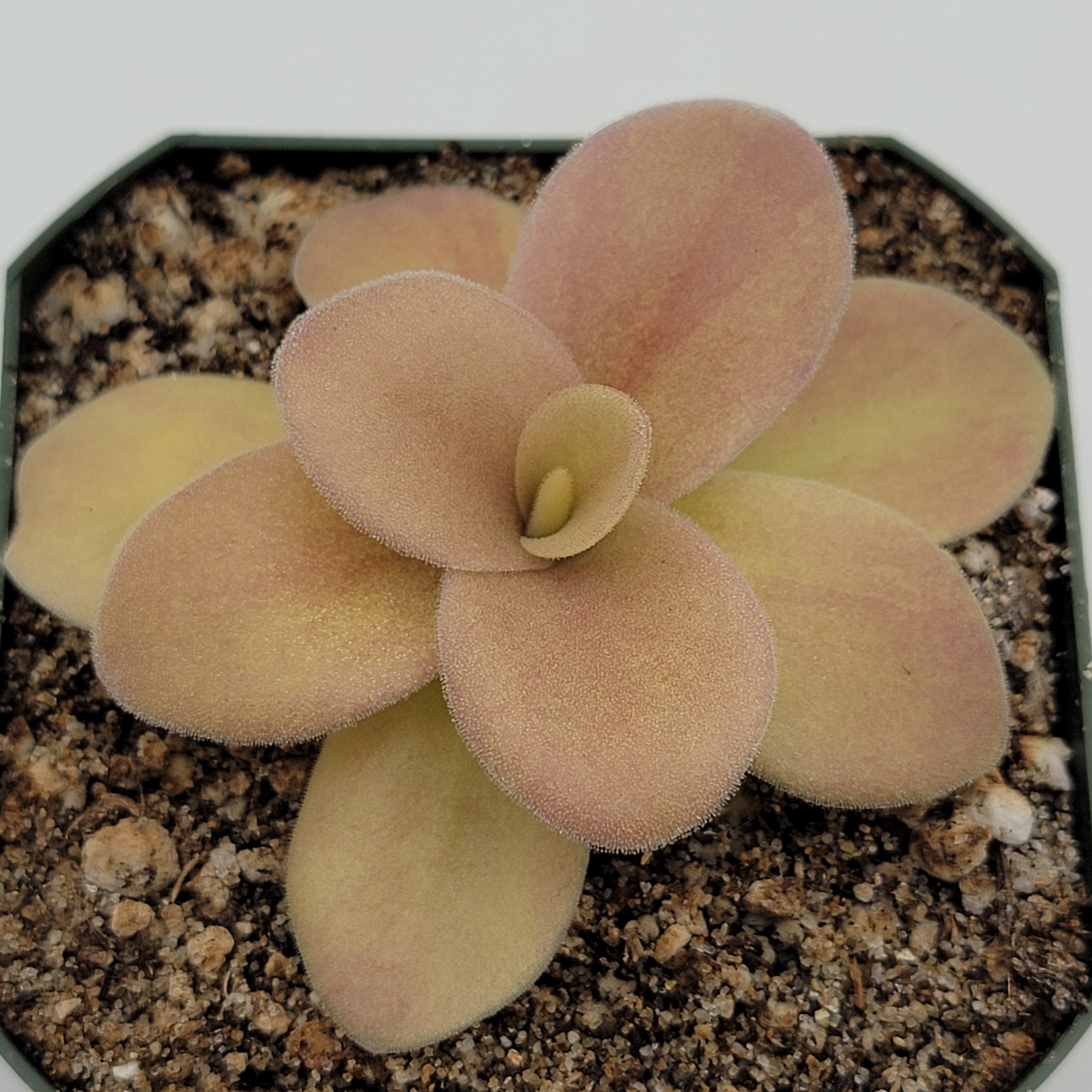 Pinguicula gigantea (Red Flush) -Butterworts -Rainbow Carnivorous Plants LLC